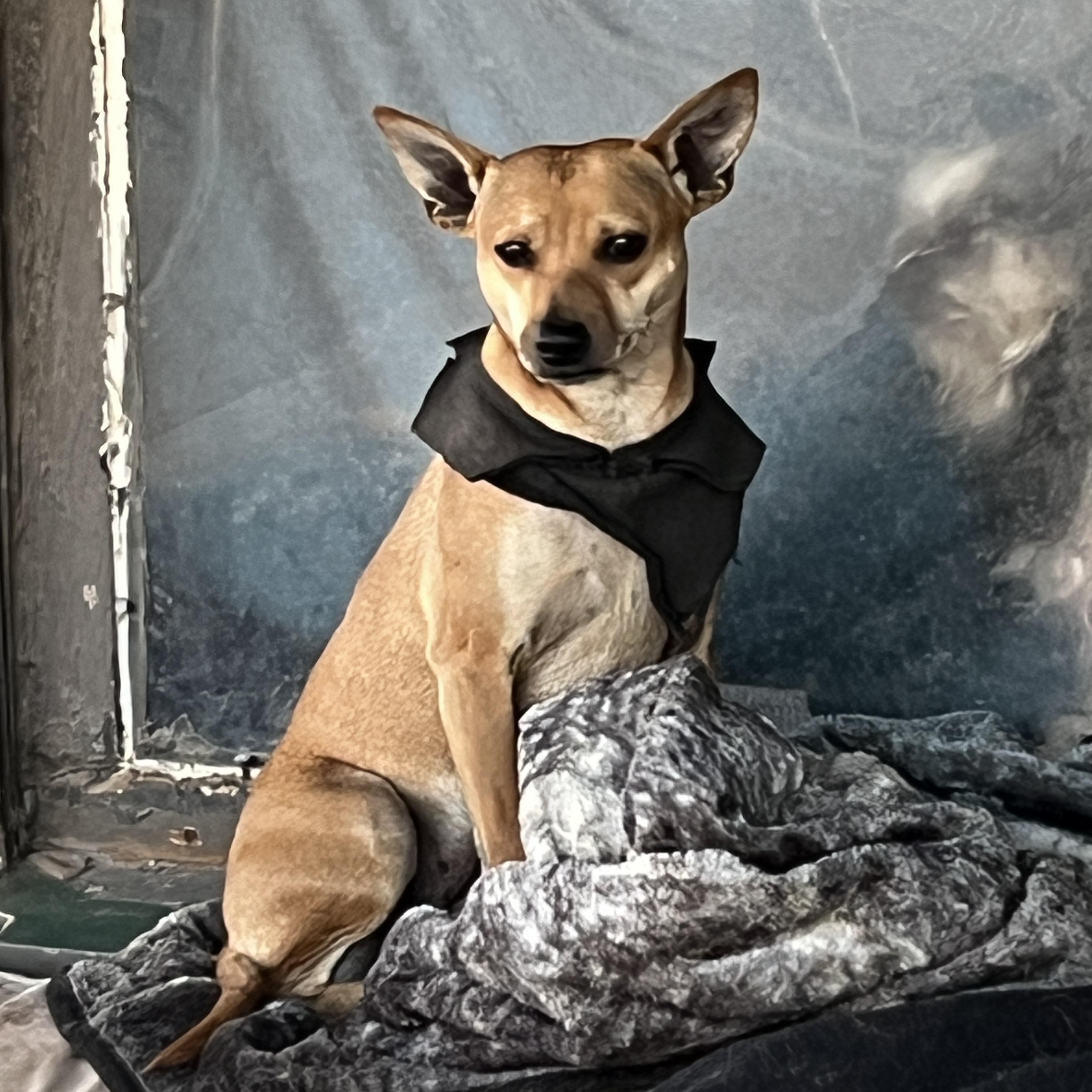 Enlarge Little Hazel, a ADOPTABLE mixed breed in Levelland, TX image 6/6