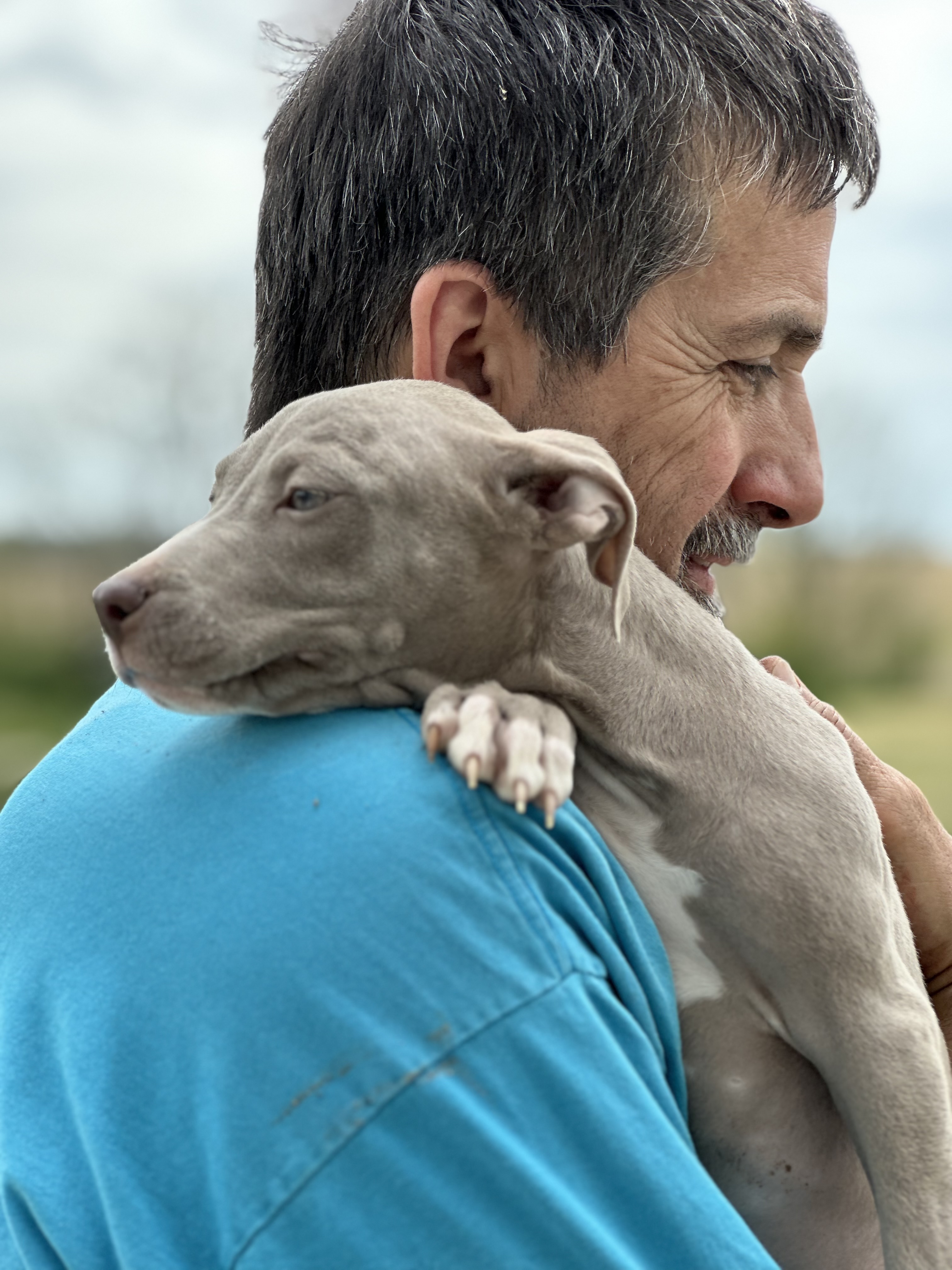 Joey, Adopted, Puppy Male Pit Bull Terrier.