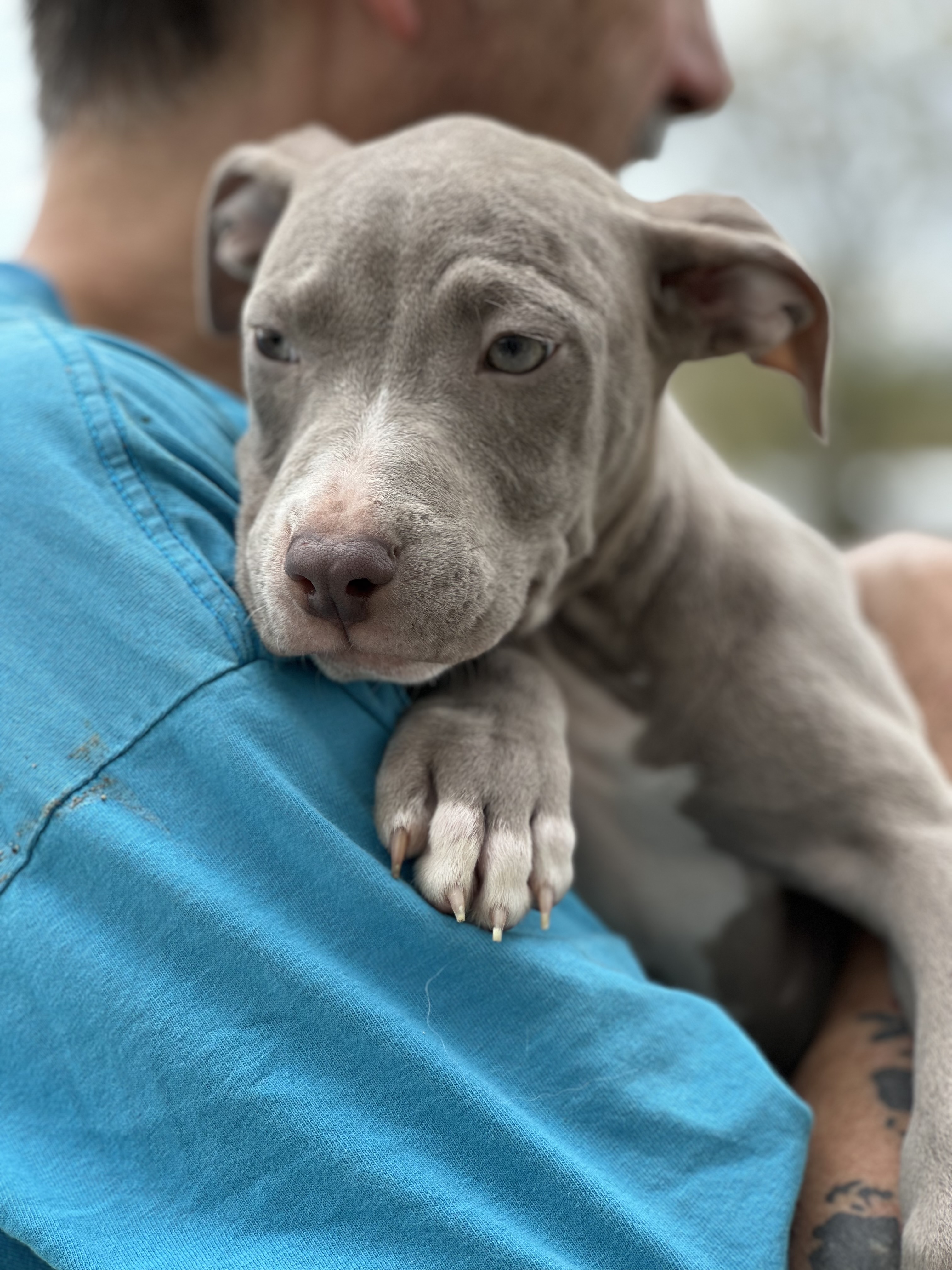 Joey, a Adopted mixed breed in Greenfield, OH image 6/6