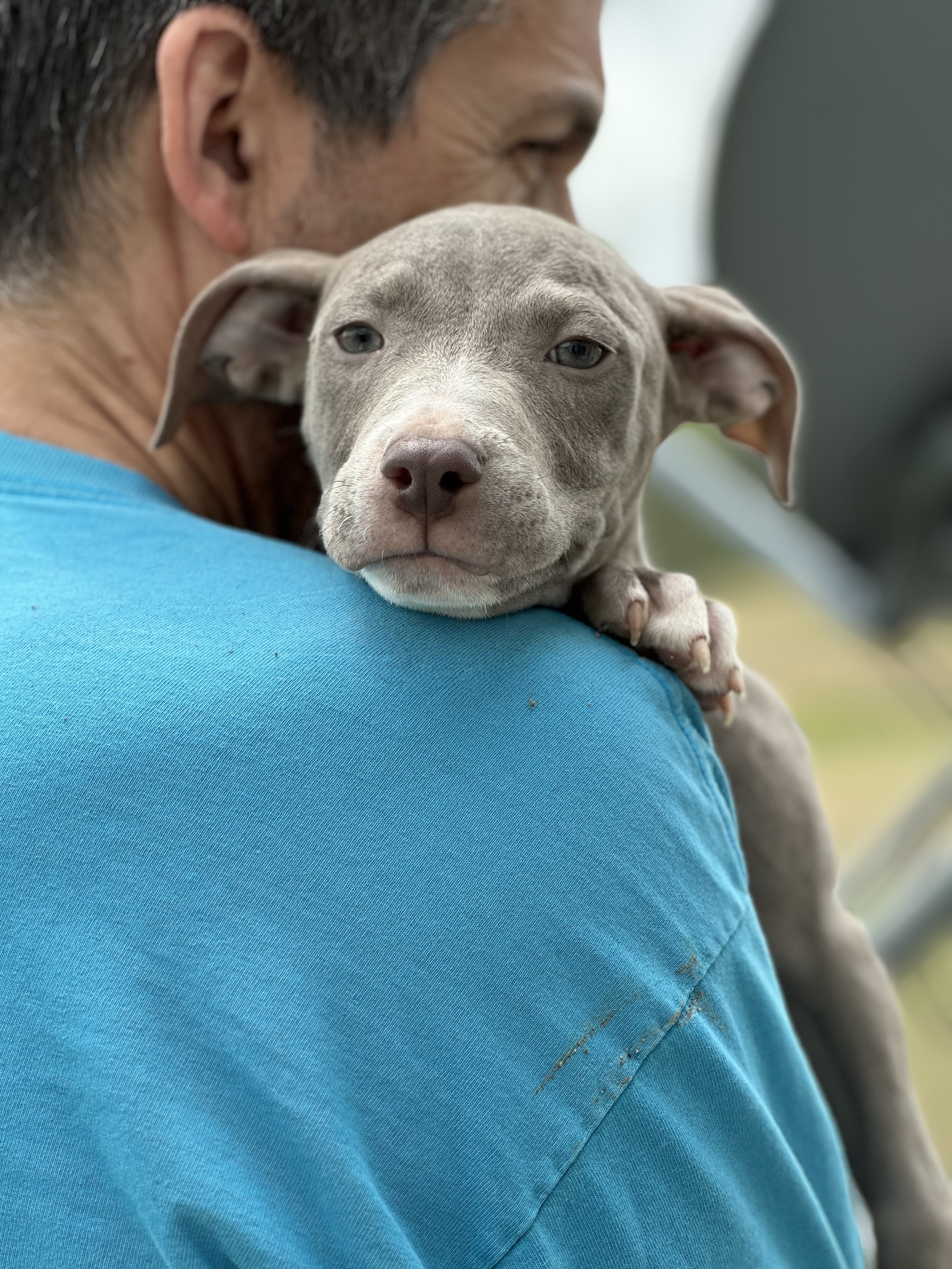 Joey, a Adopted mixed breed in Greenfield, OH image 3/6