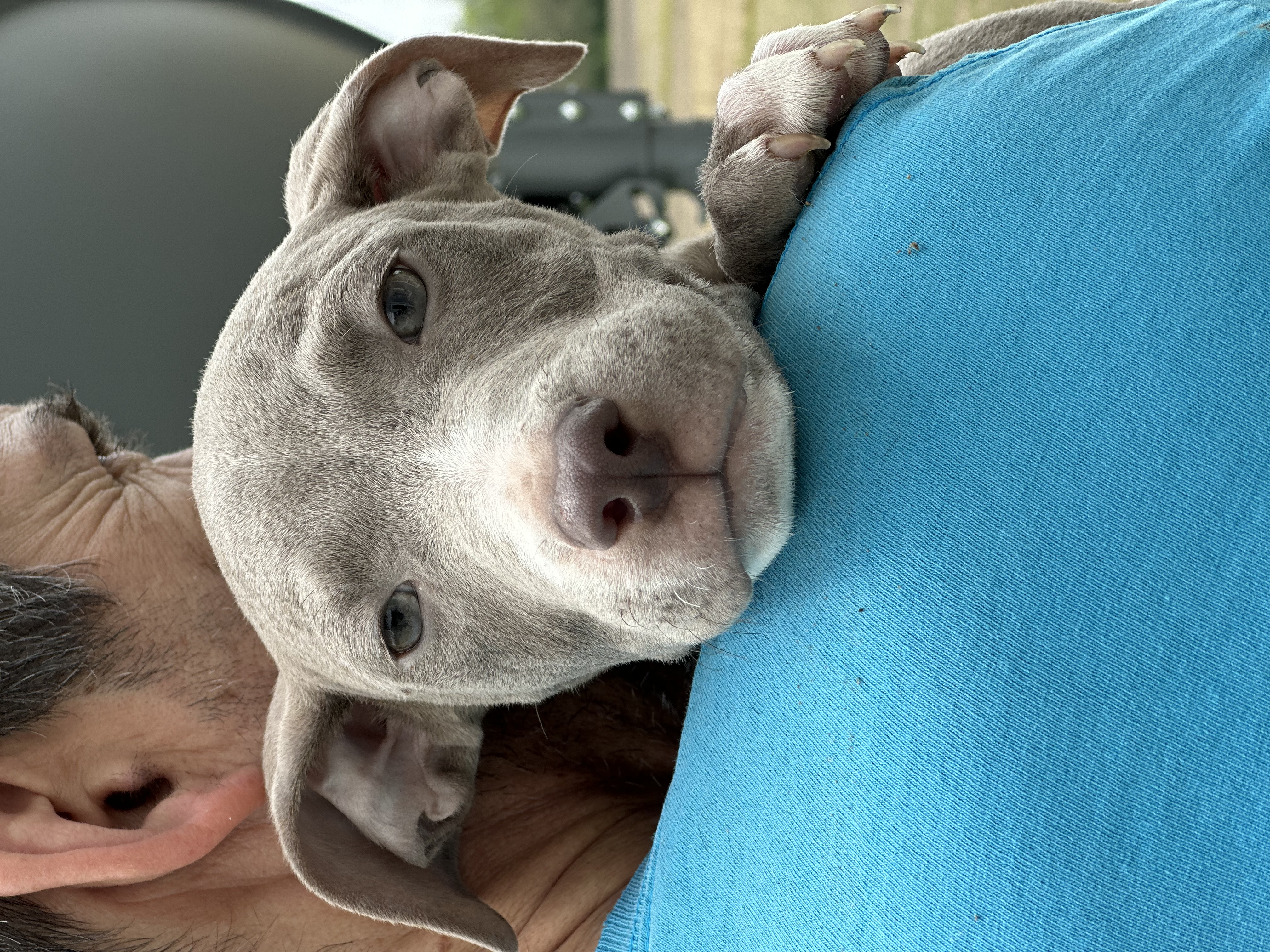 Joey, a Adopted mixed breed in Greenfield, OH image 2/6