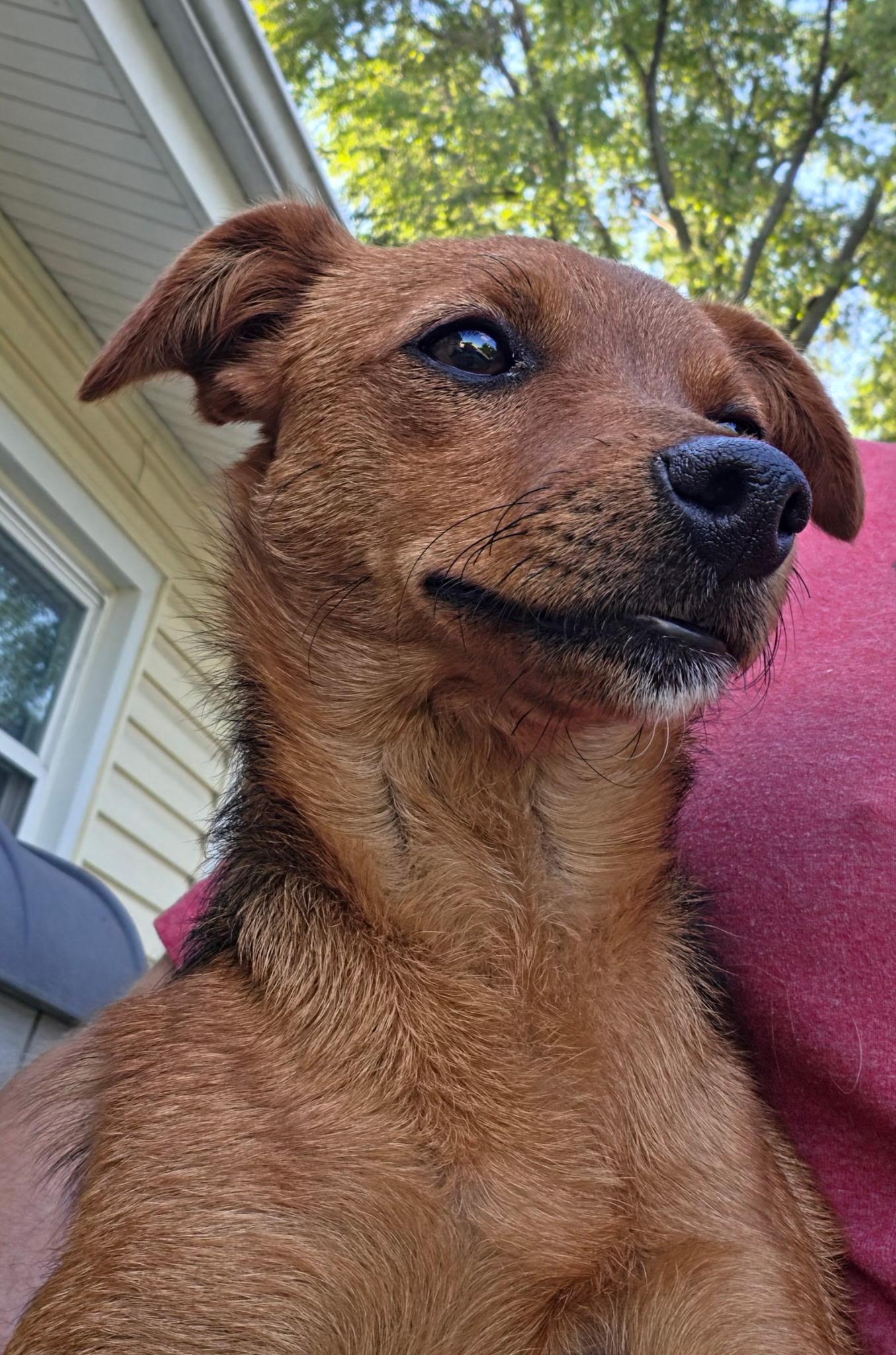 Enlarge Phoebe, a ADOPTABLE mixed breed in McHenry, IL image 2/2
