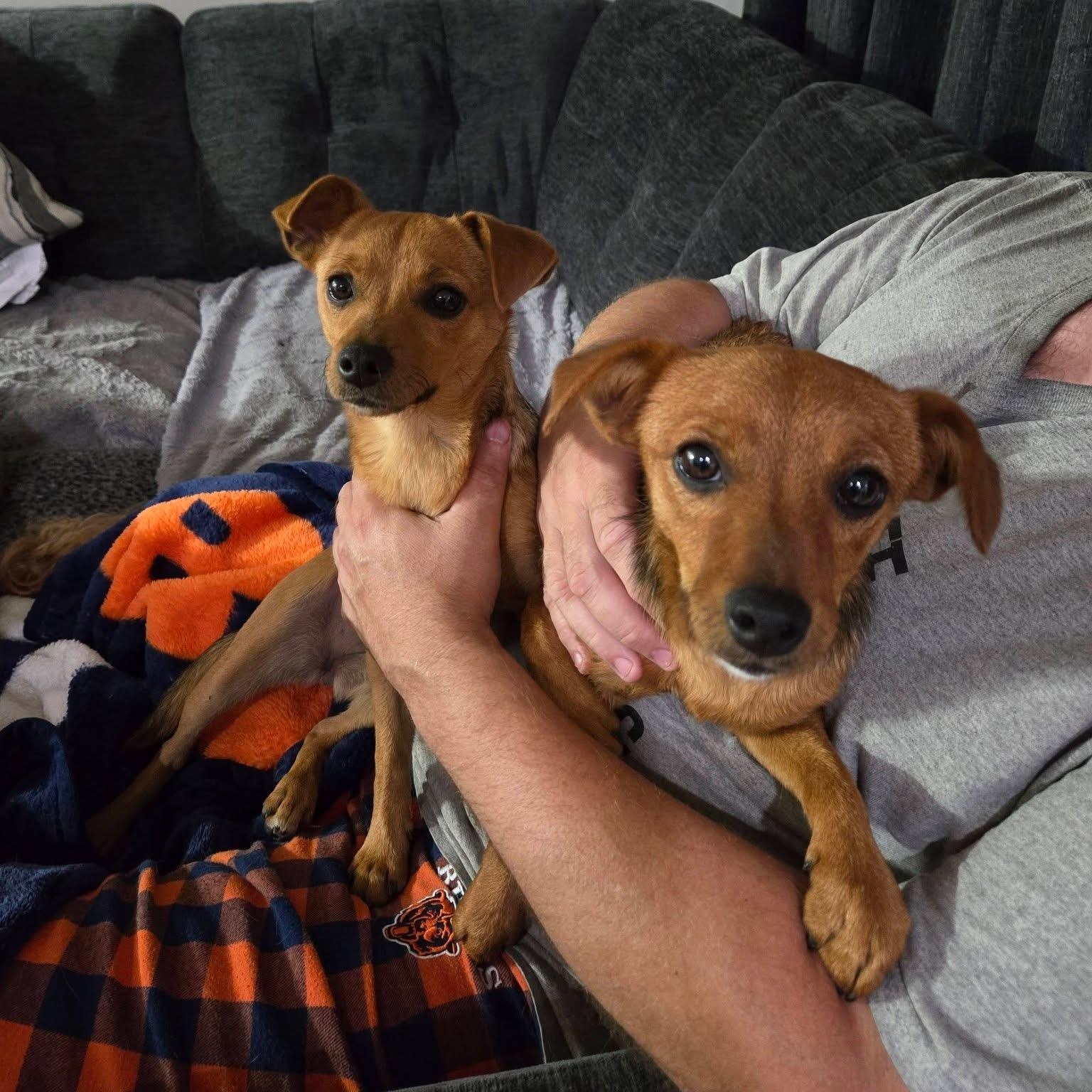 Enlarge Phoebe, a ADOPTABLE mixed breed in McHenry, IL image 1/2