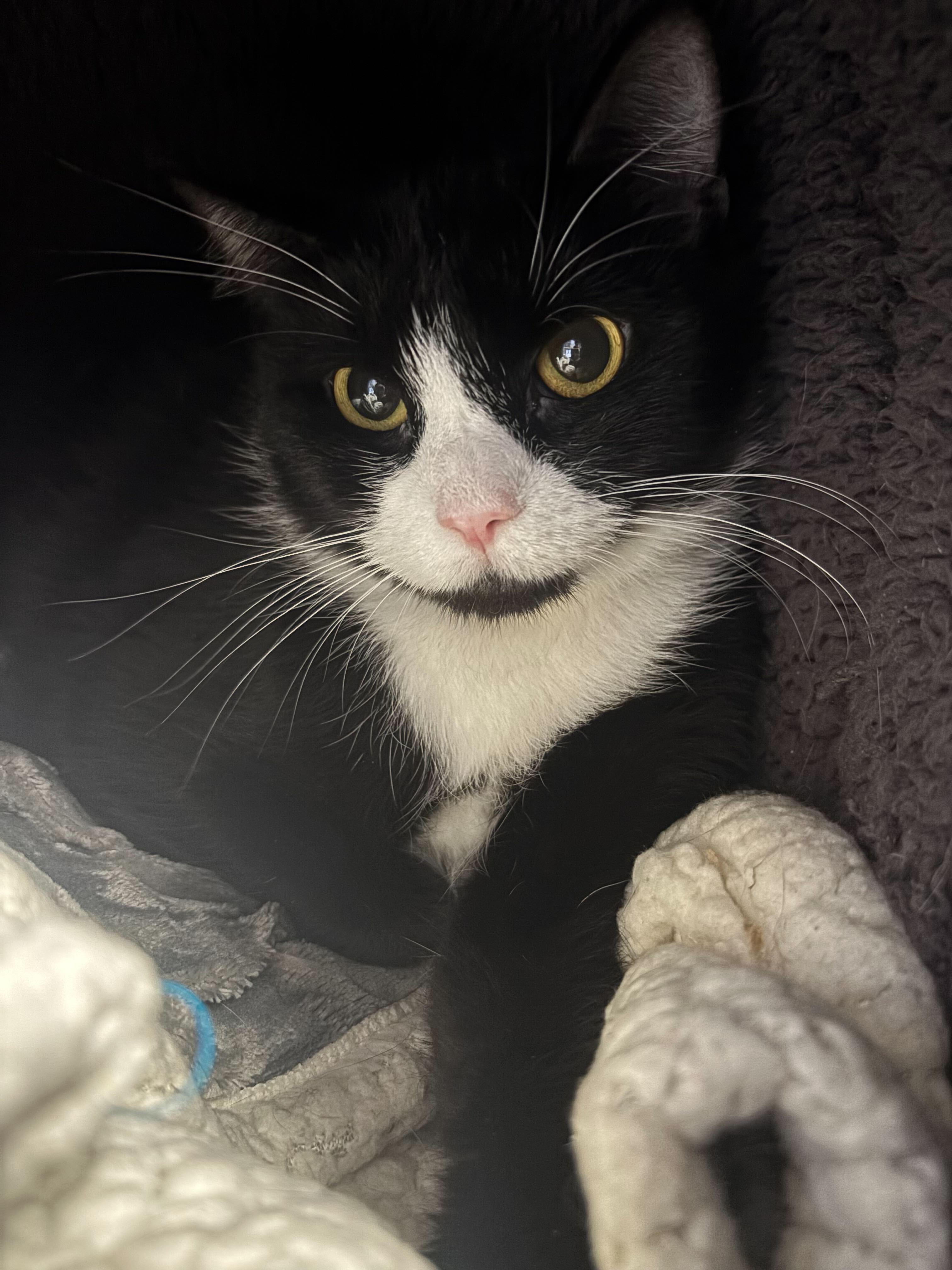 Enlarge Wawa, a Adoptable Domestic Short Hair in Manchester, NH image 1/1