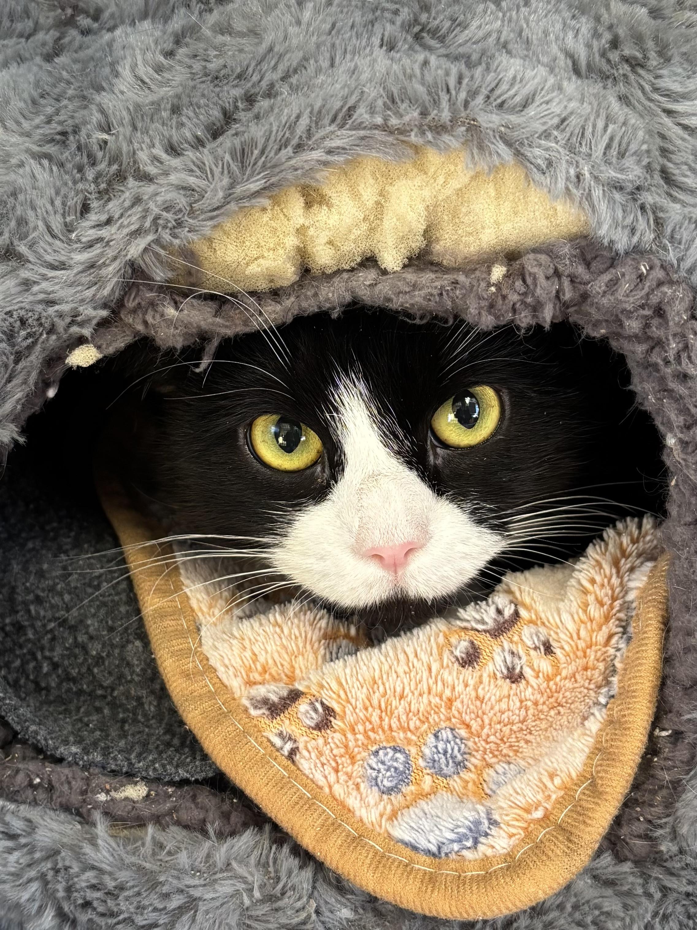 Enlarge Wawa, an adopted Domestic Short Hair in Manchester, NH image 2/2