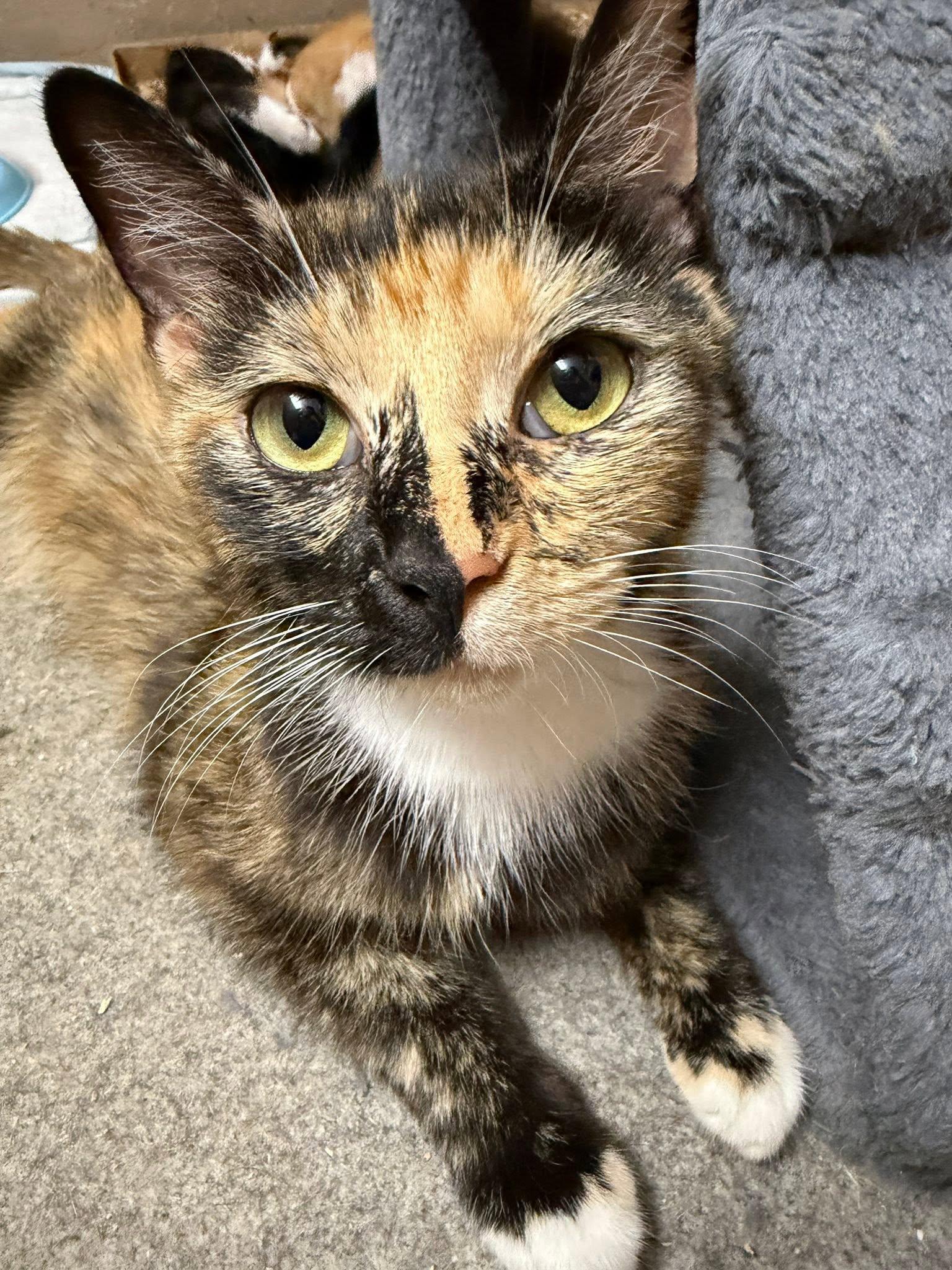 Queenie, ADOPTABLE, Adult Female Domestic Short Hair.