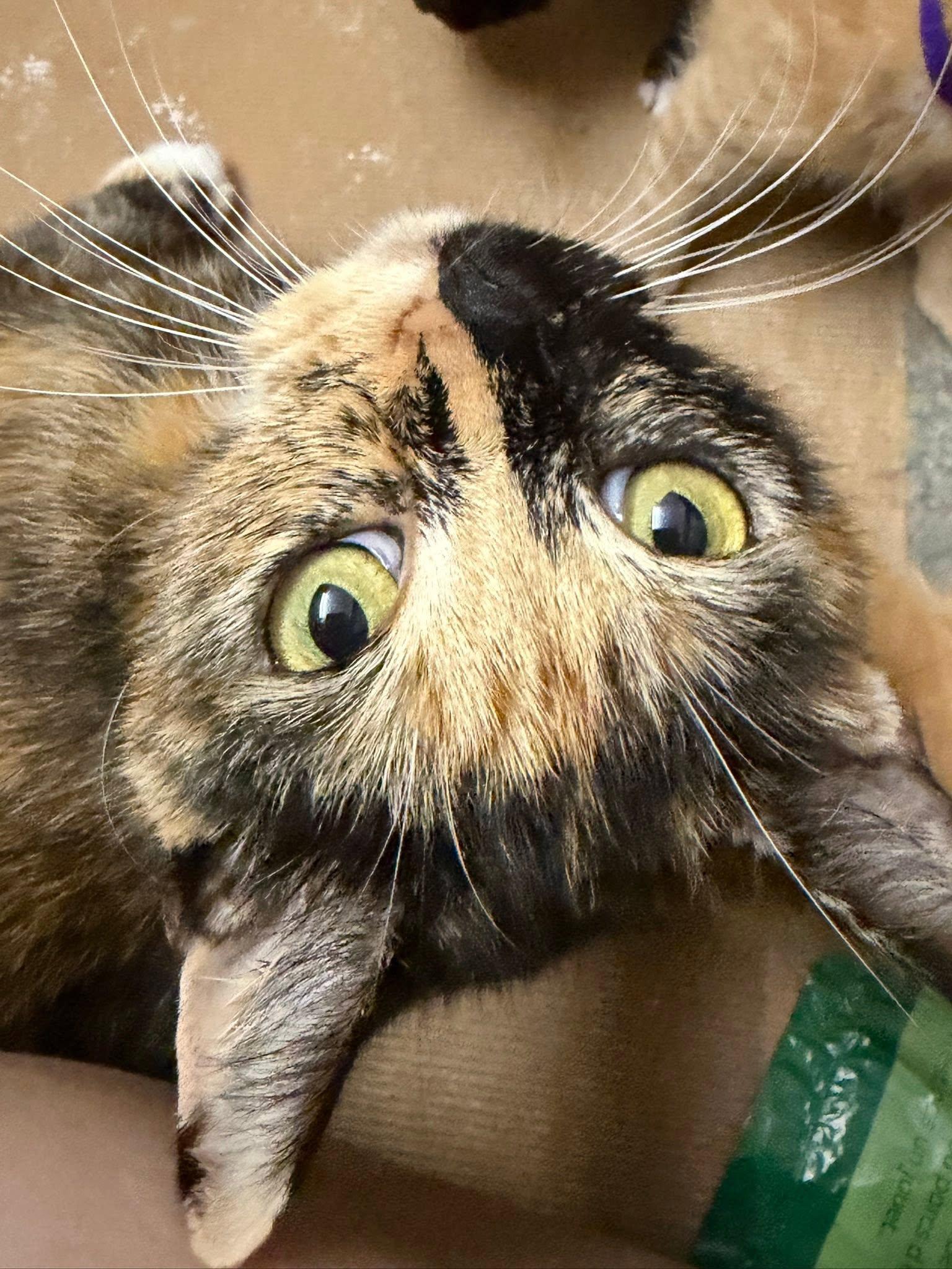 Enlarge Queenie, a ADOPTABLE Domestic Short Hair in Terrell, TX image 2/3