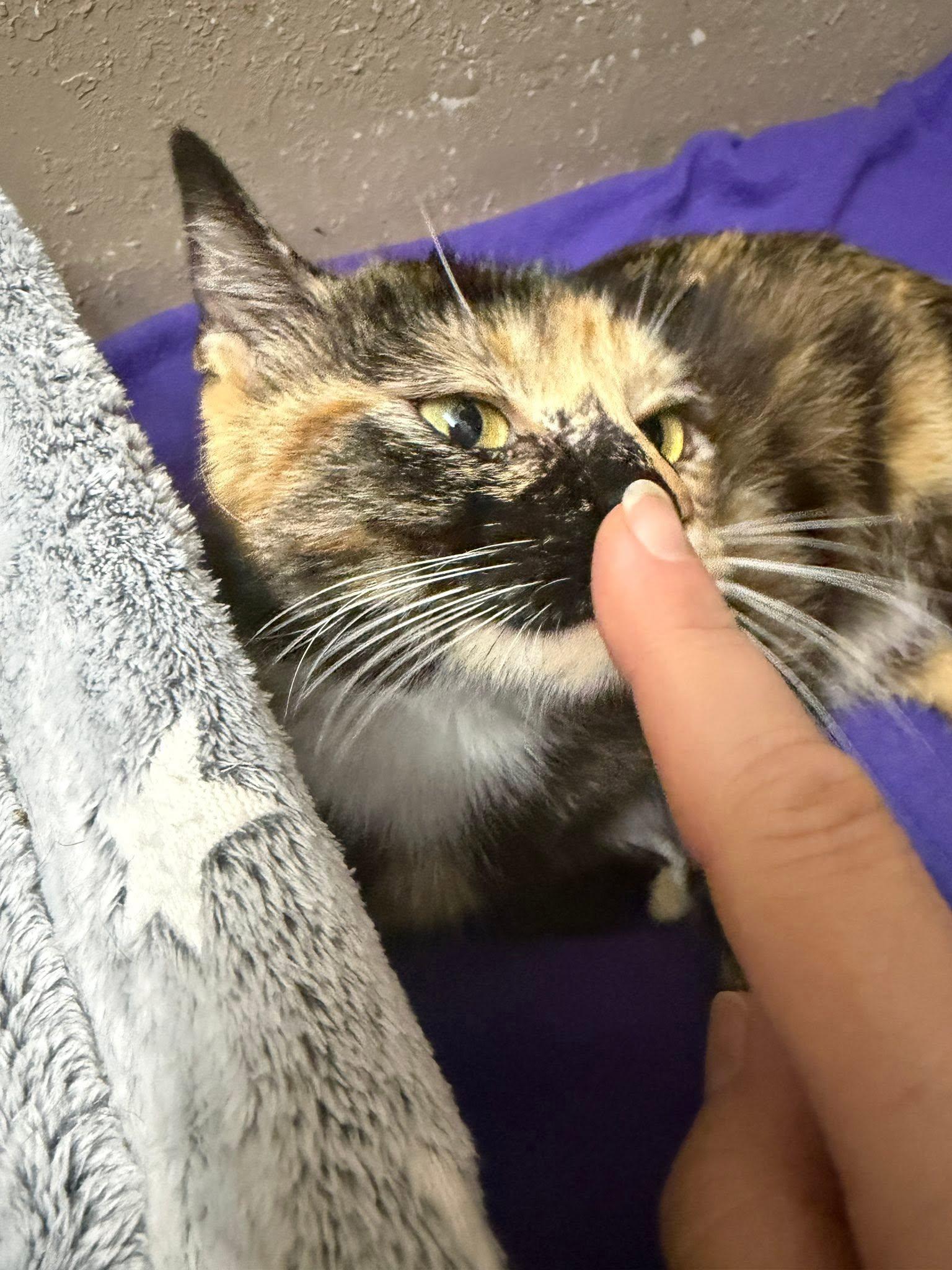 Enlarge Queenie, a ADOPTABLE Domestic Short Hair in Terrell, TX image 3/3