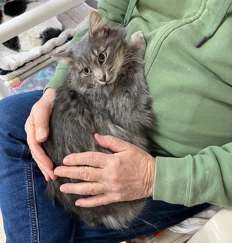 Giulio, a ADOPTABLE Domestic Long Hair in Westbrook, CT image 1/2