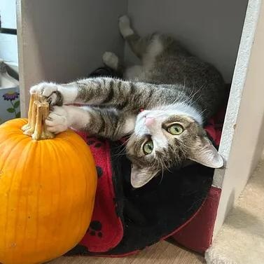 Daisy, Adoptable, Adult Female Domestic Short Hair.