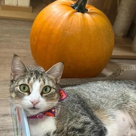 Enlarge Daisy, a Adoptable Domestic Short Hair in Manistique, MI image 4/4