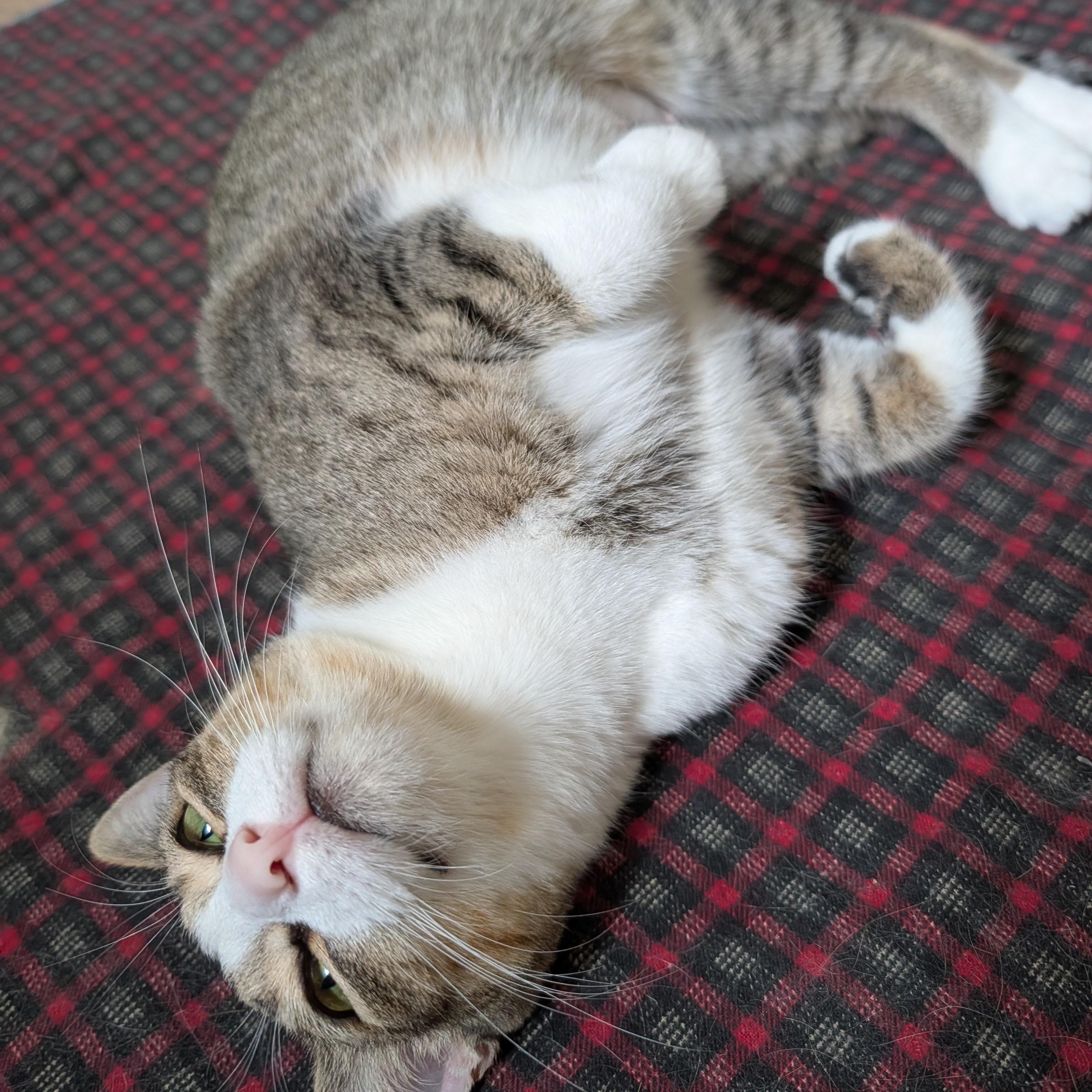 Enlarge Daisy, a Adoptable Domestic Short Hair in Manistique, MI image 2/4