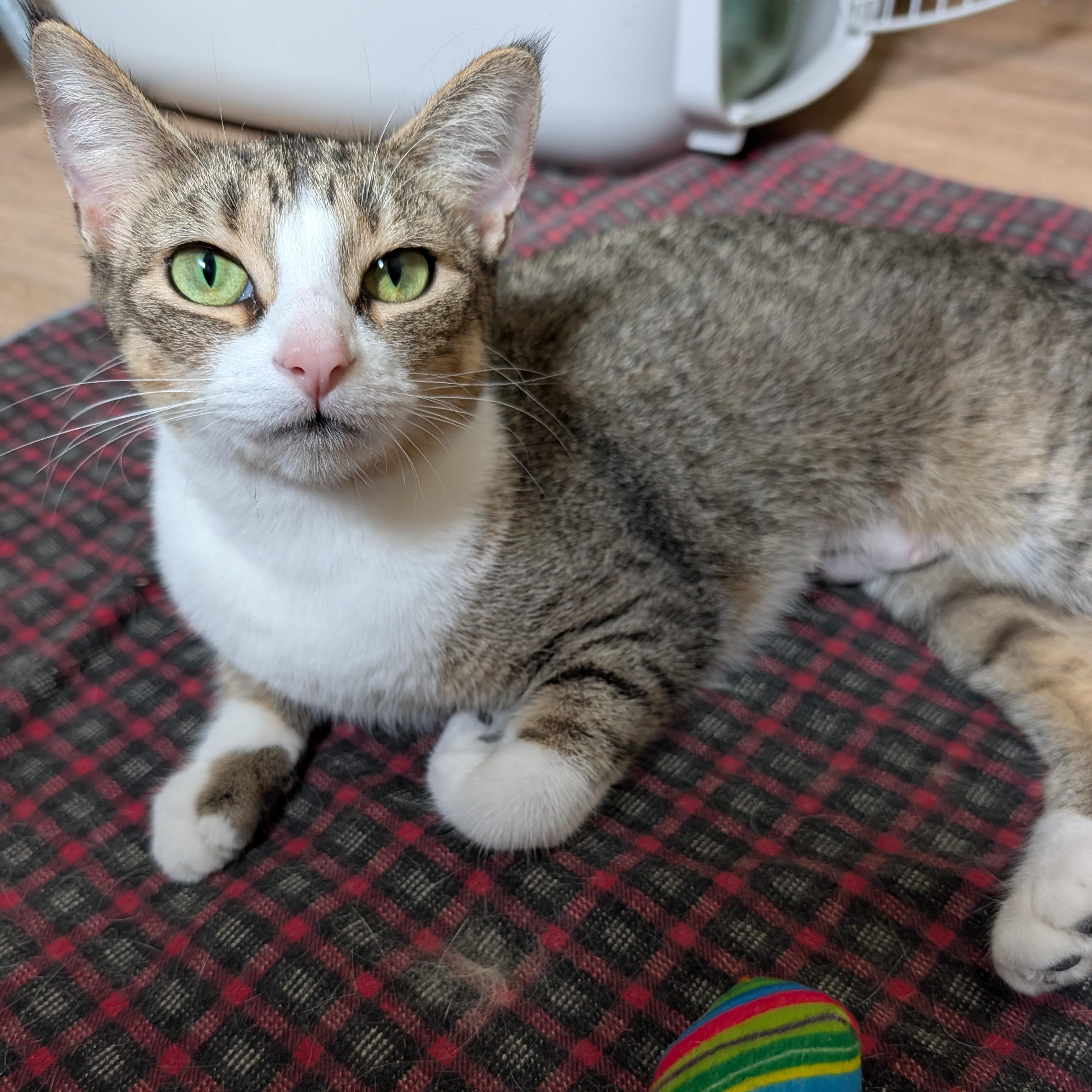 Enlarge Daisy, a Adoptable Domestic Short Hair in Manistique, MI image 3/4