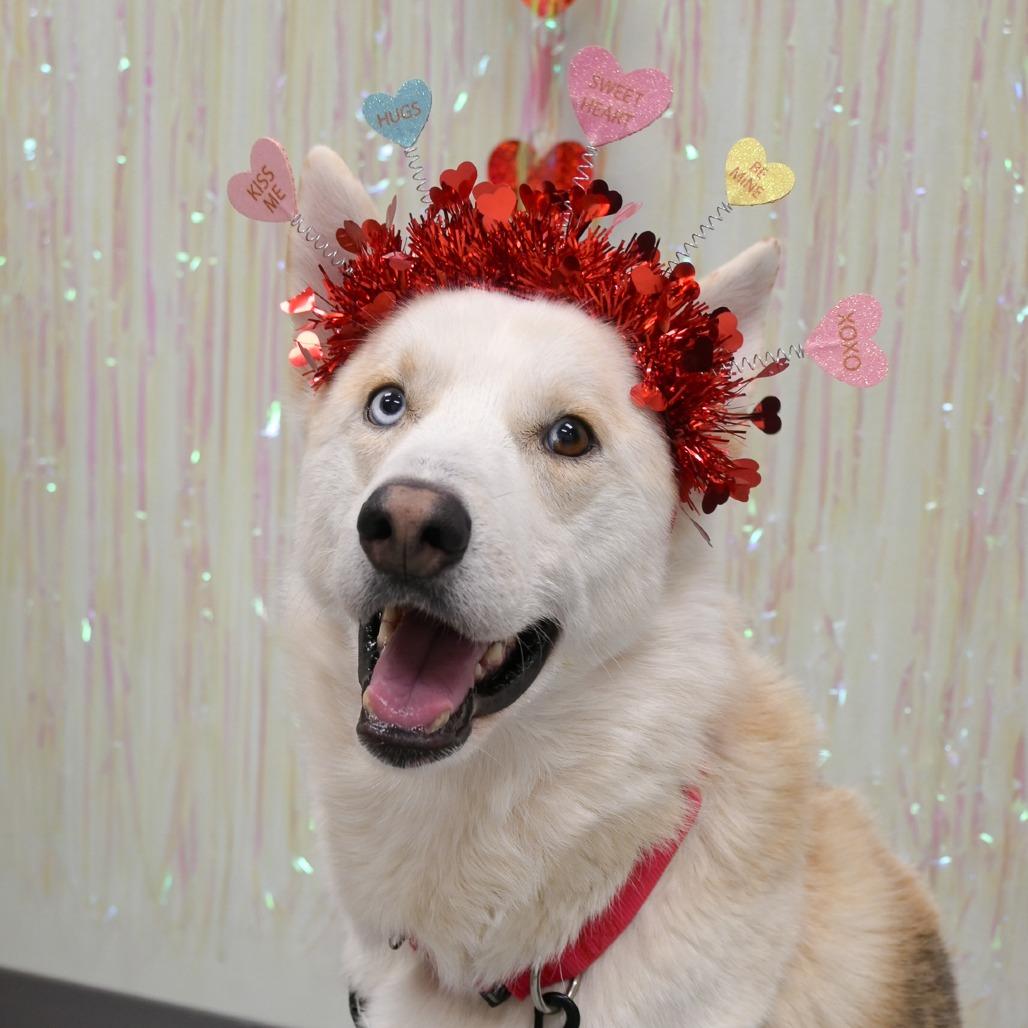 Poutine, Adoptable, Adult Male Mixed Breed & Husky.