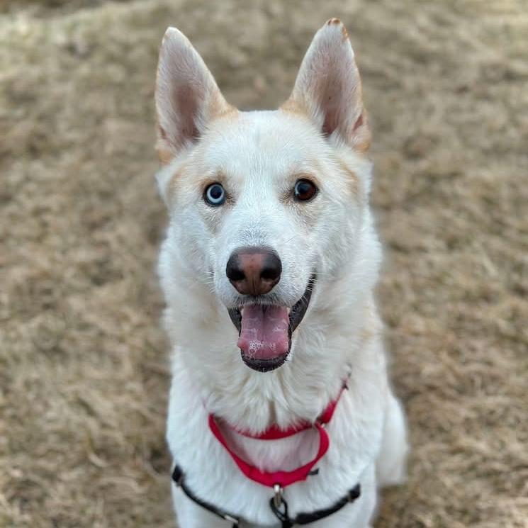 Enlarge Poutine, a Adoptable mixed breed in Naperville, IL image 2/6