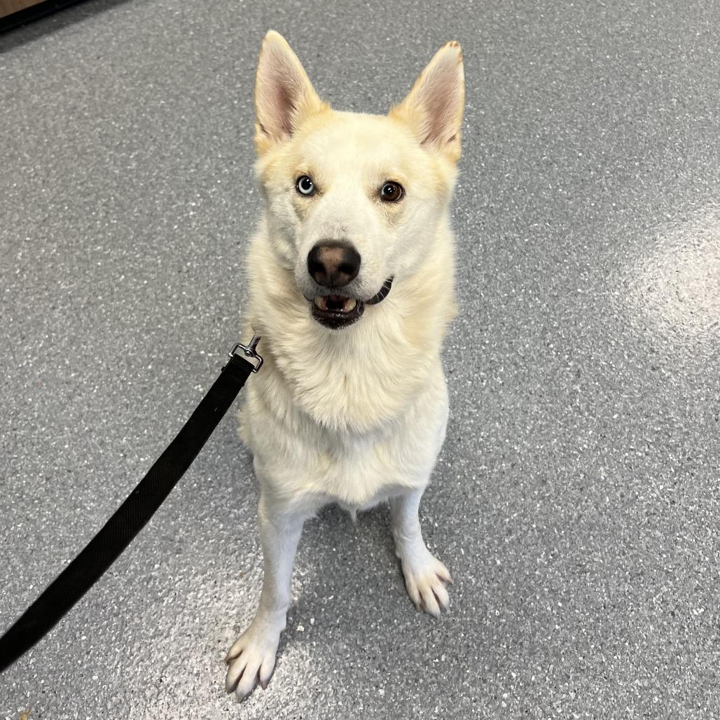 Enlarge Poutine, a Adoptable mixed breed in Naperville, IL image 4/6