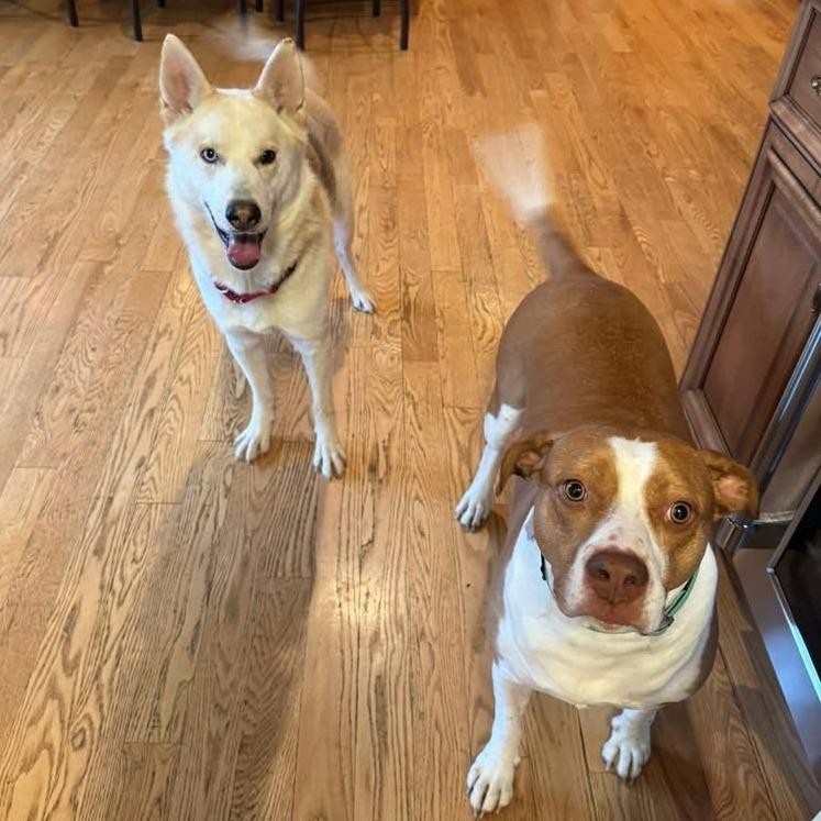 Enlarge Poutine, a Adoptable mixed breed in Naperville, IL image 5/6