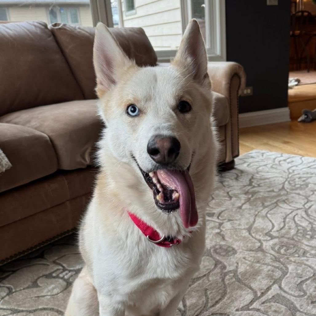Enlarge Poutine, a Adoptable mixed breed in Naperville, IL image 6/6