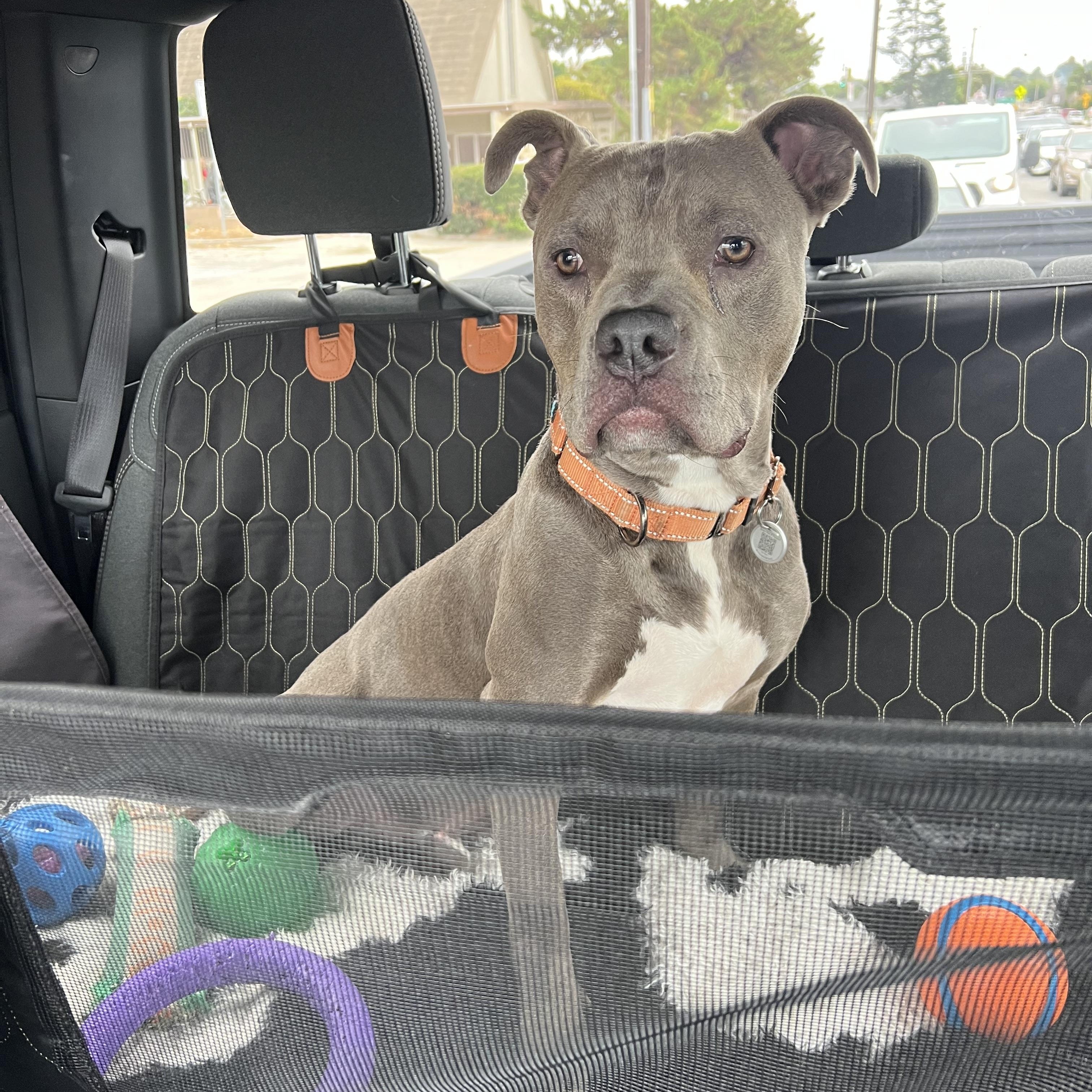 Fred, a Adoptable American Bully in La Habra, CA image 2/6