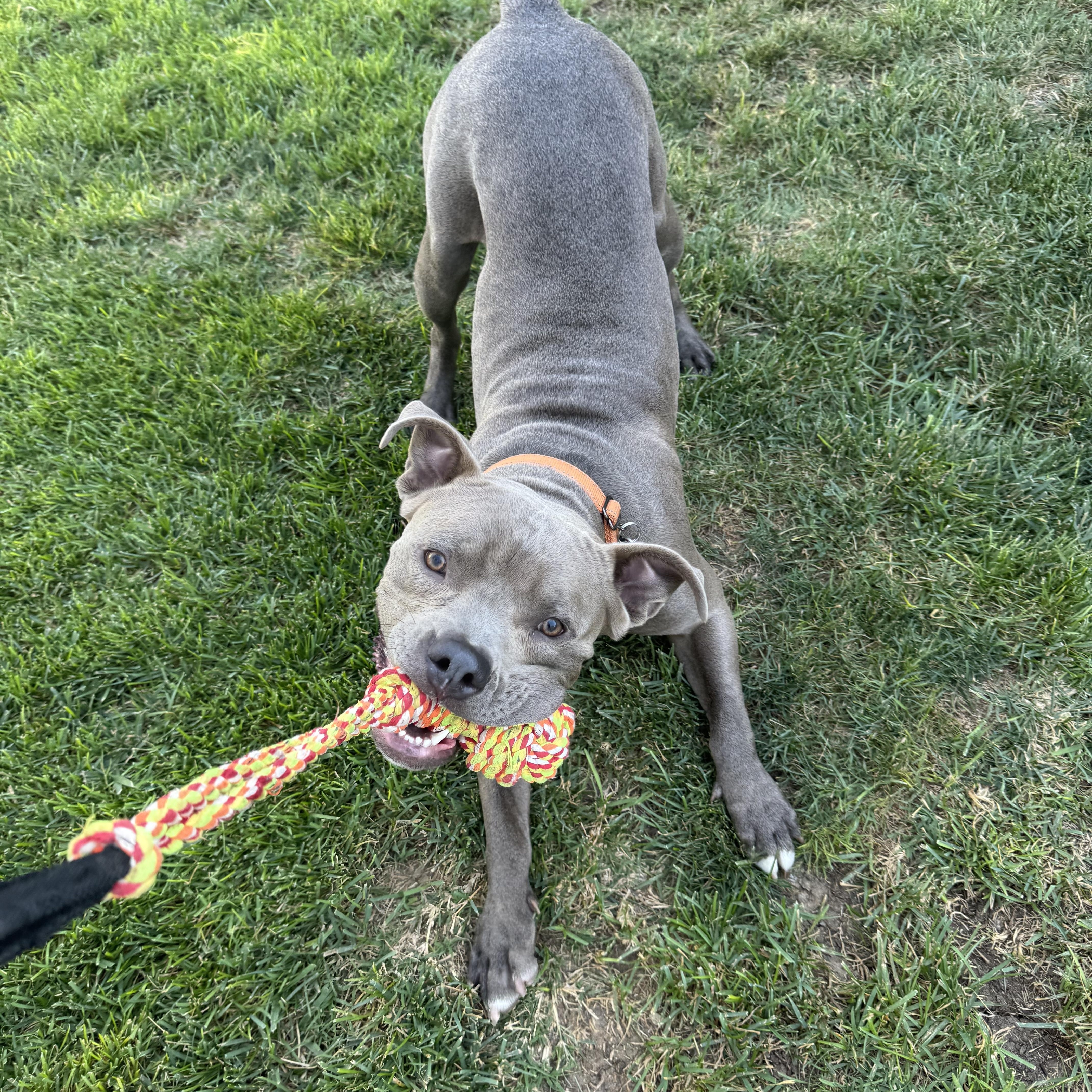 Fred, a Adoptable American Bully in La Habra, CA image 5/6