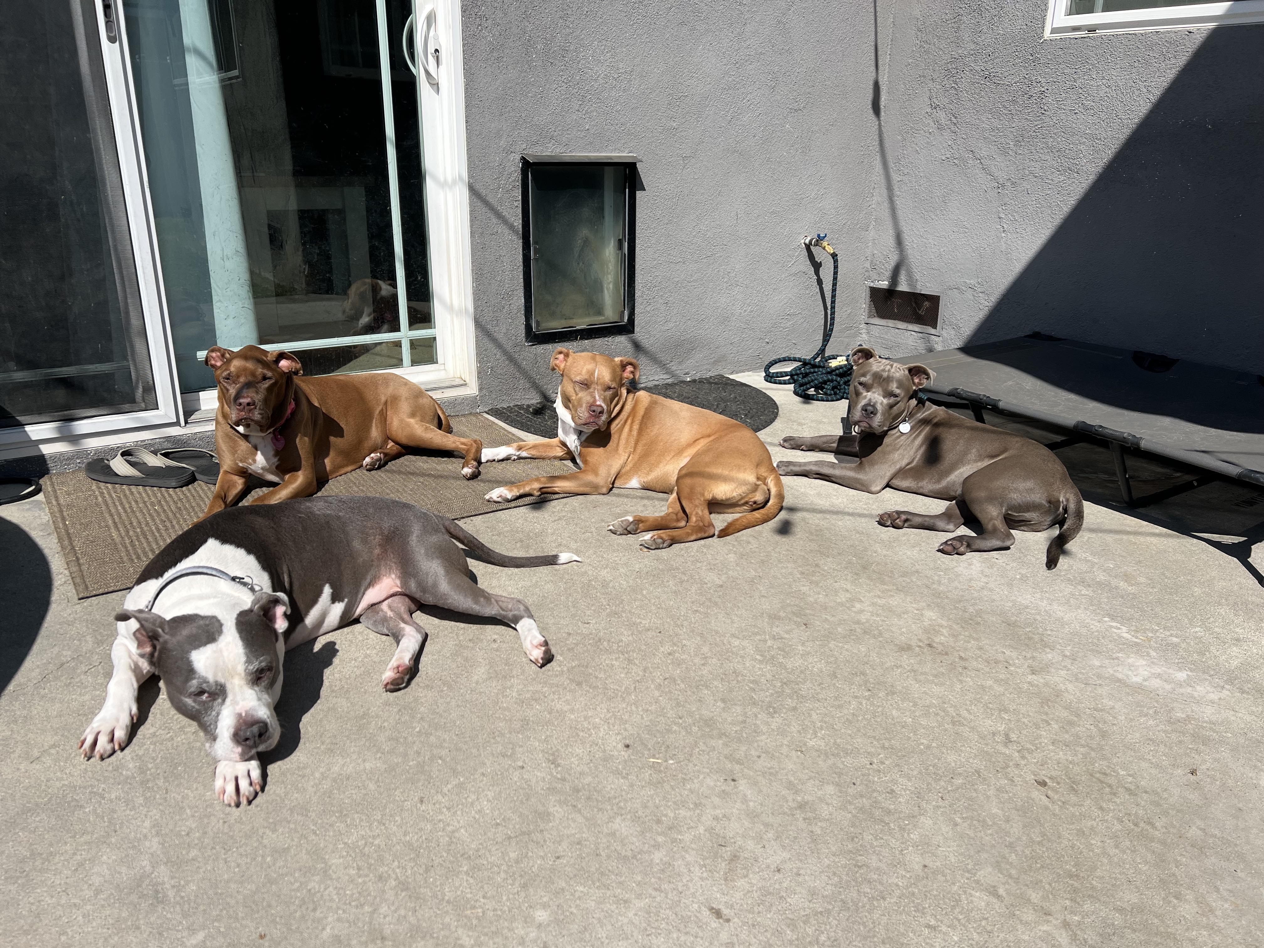 Fred, a Adoptable American Bully in La Habra, CA image 6/6