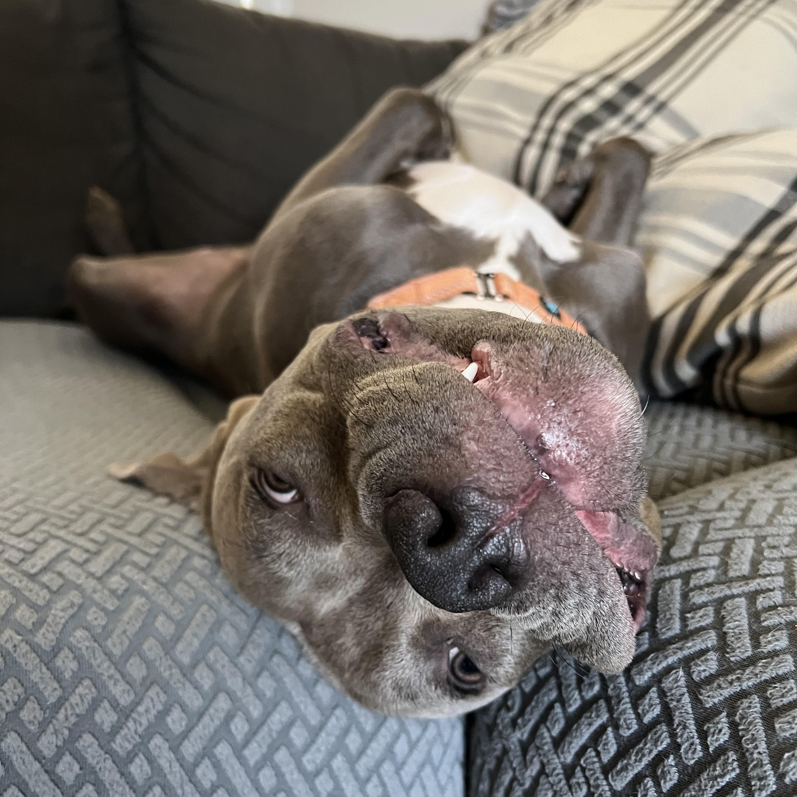 Fred, a Adoptable American Bully in La Habra, CA image 3/6