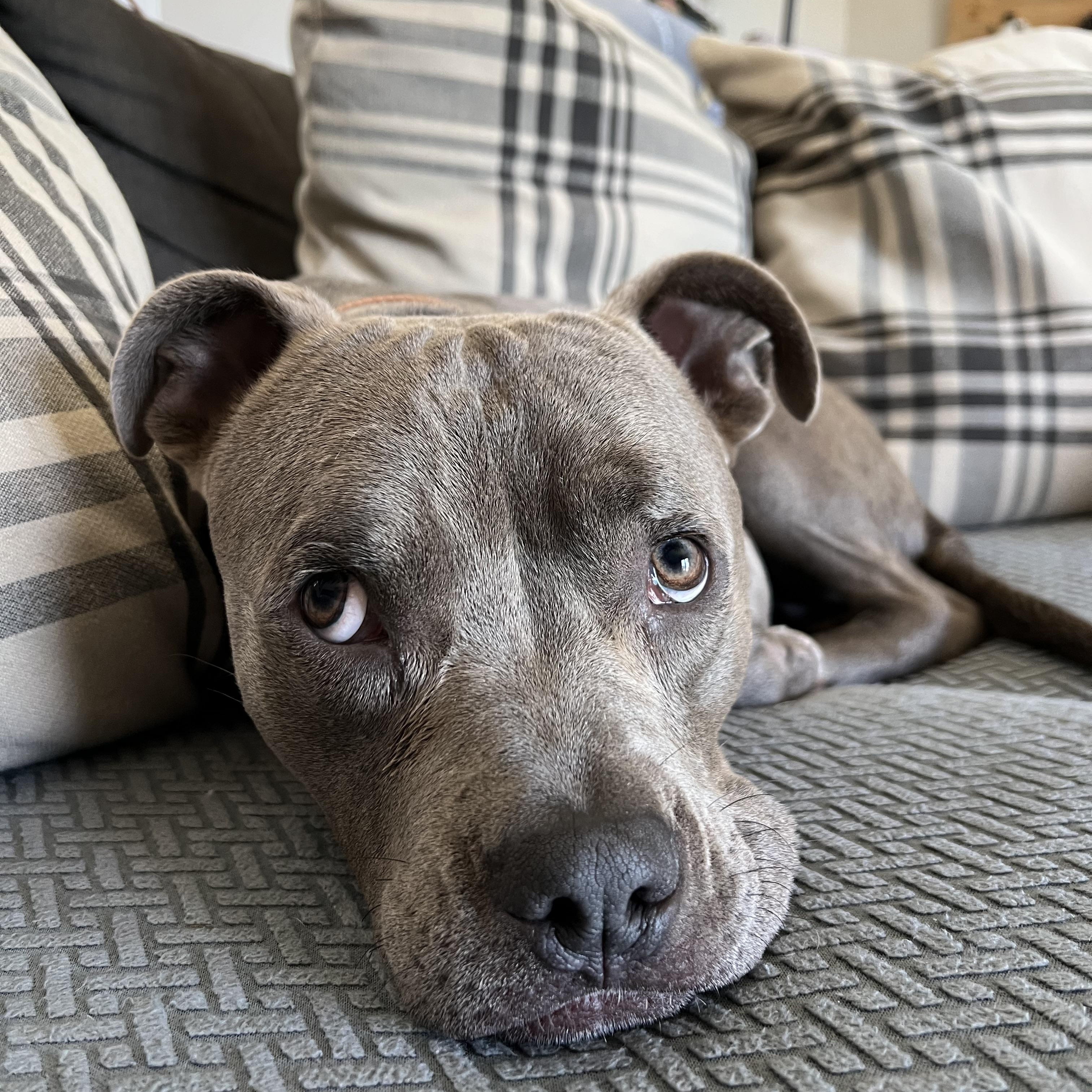 Fred, Adoptable, Young Male American Bully.