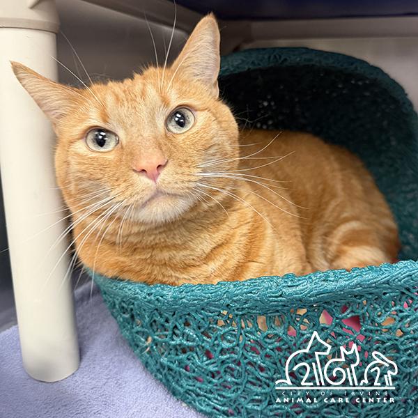 JUNIE, Adoptable, Adult Male Domestic Short Hair.