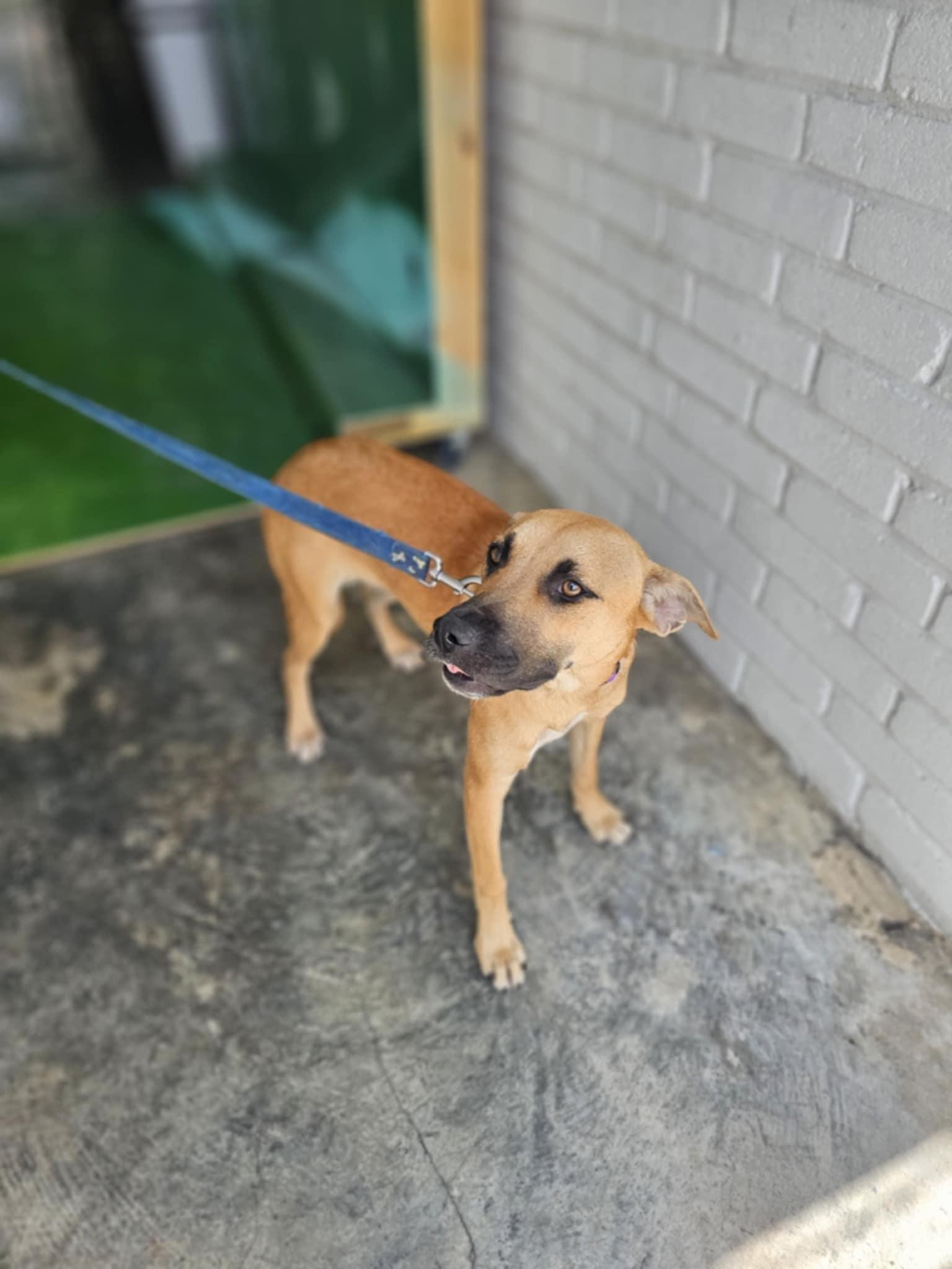 Meet Maya she is one of the Backyard litter thats hoping to find her forever family Maya is one o