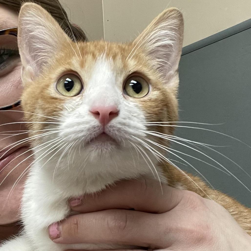 Enlarge Picatso, a Adoptable Domestic Short Hair in Tulsa, OK image 1/5