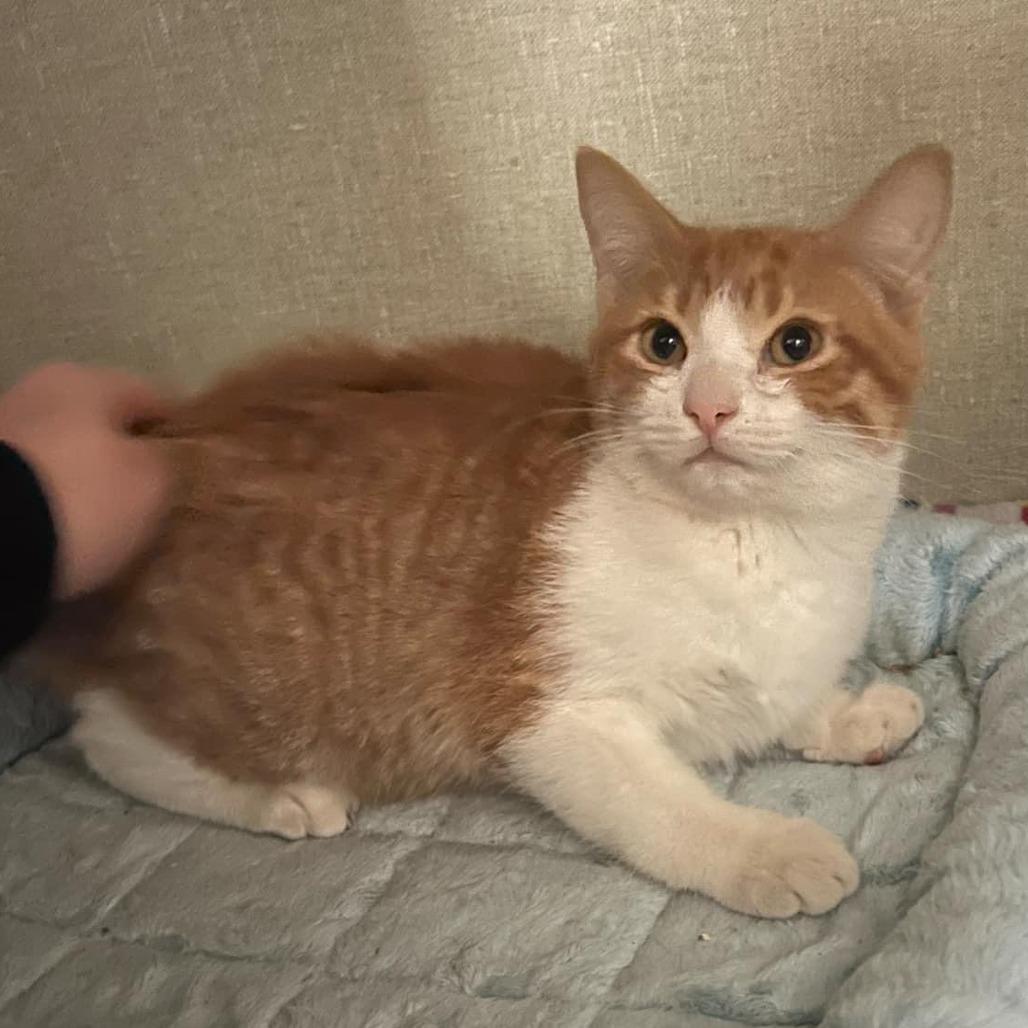 Enlarge Picatso, a Adoptable Domestic Short Hair in Tulsa, OK image 3/5