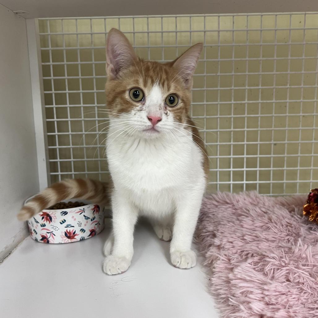 Enlarge Picatso, a Adoptable Domestic Short Hair in Tulsa, OK image 4/5