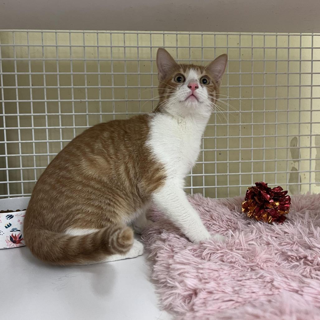 Enlarge Picatso, a Adoptable Domestic Short Hair in Tulsa, OK image 5/5