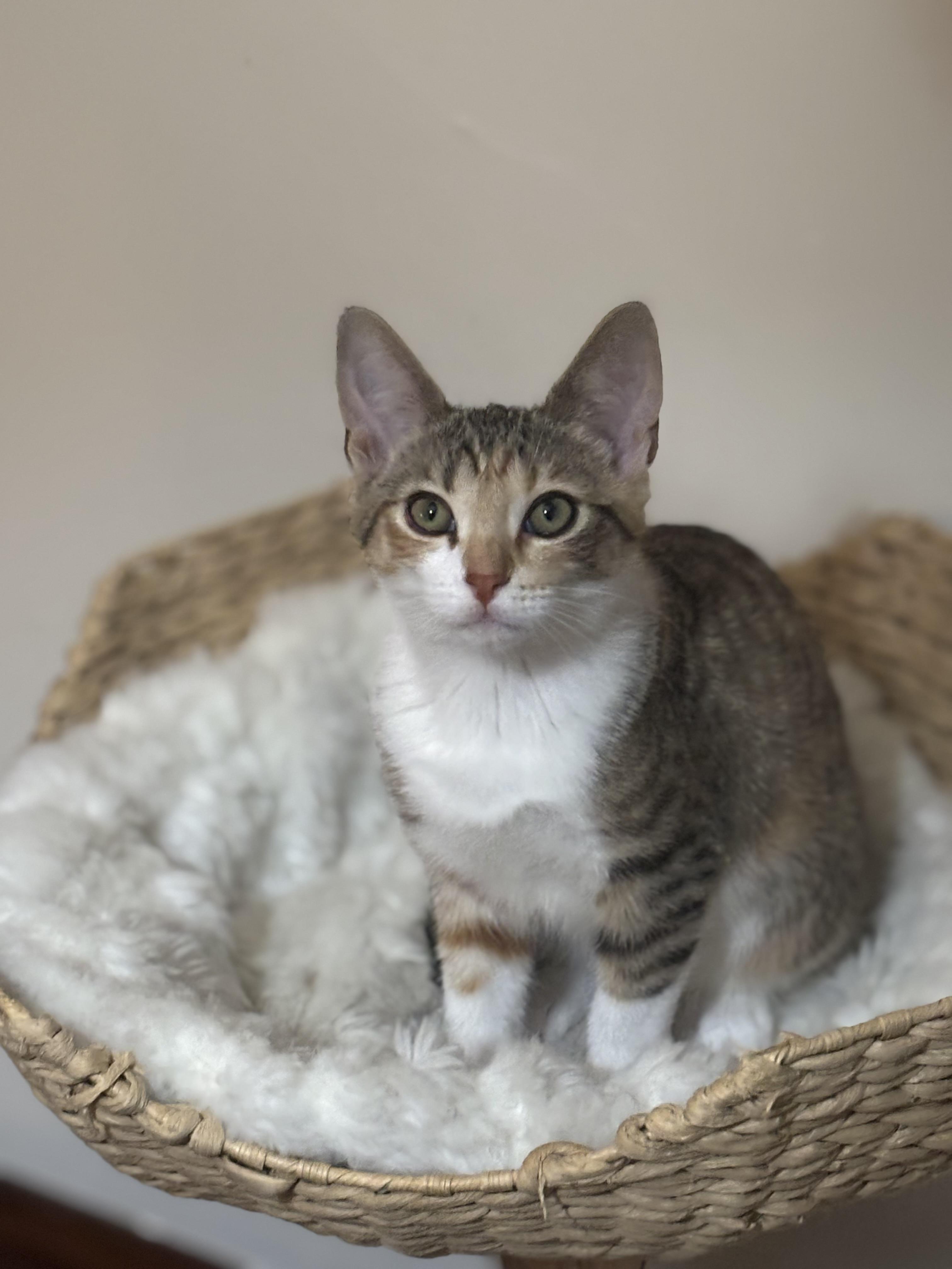Greta - purrecious baby calico girl!, ADOPTABLE, Kitten Female Calico.