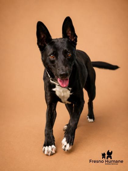 Carly, Adoptable, Young Female Shepherd & Mixed Breed.