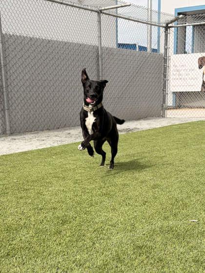 Carly, a Adoptable mixed breed in Fresno, CA image 2/2