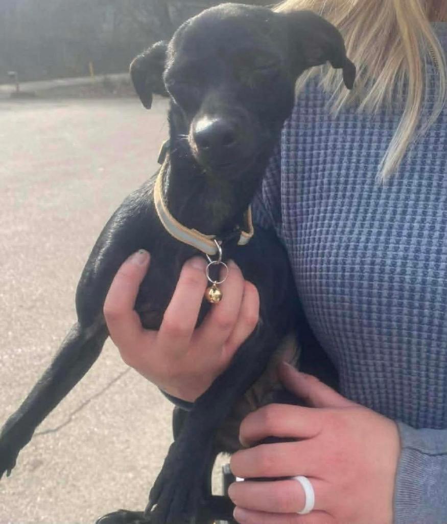 Enlarge Lemon, a Adoptable mixed breed in Hillsboro, OH image 1/1