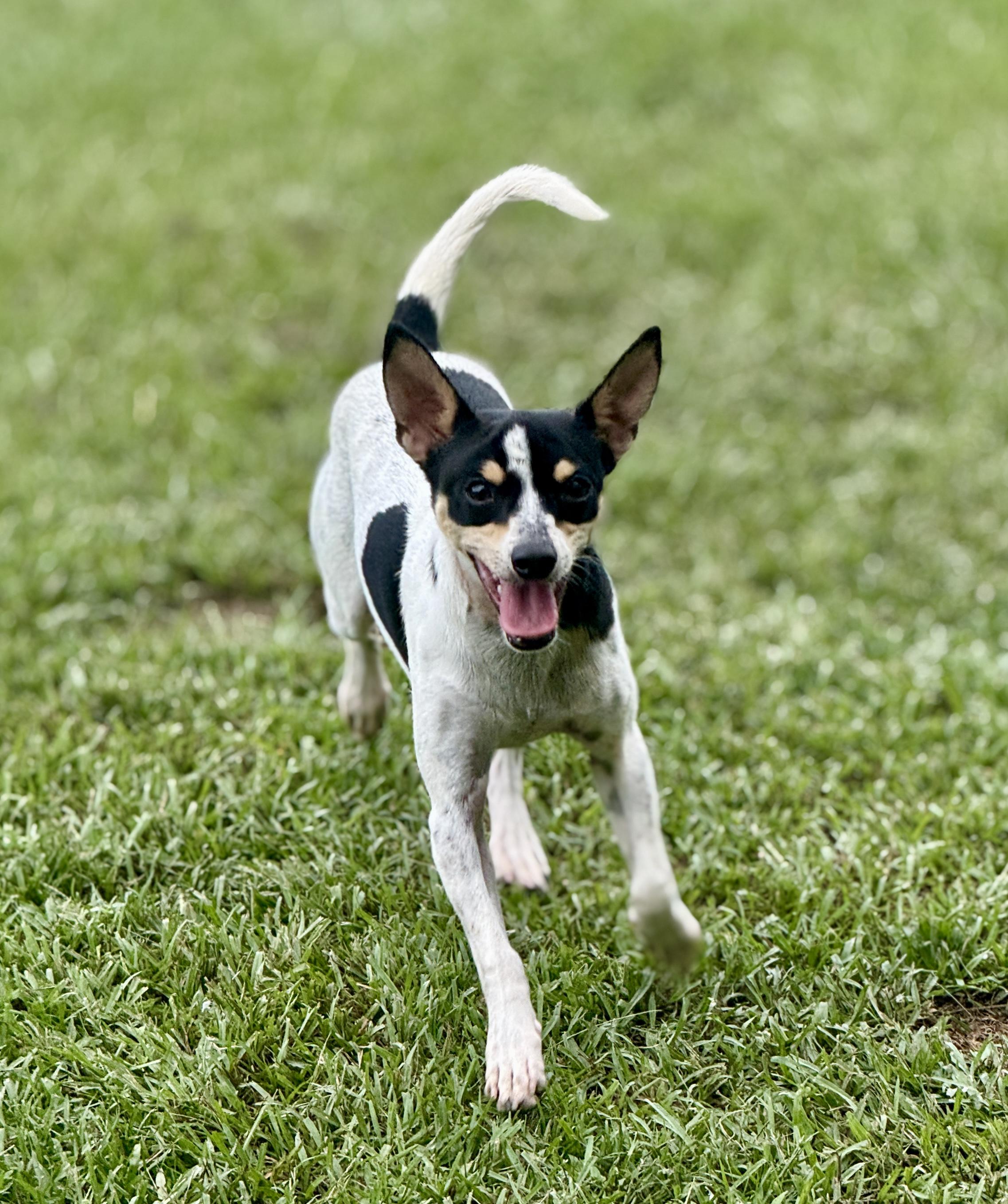 Enlarge Cookie, a Adopted Rat Terrier in Newburgh, NY image 2/6