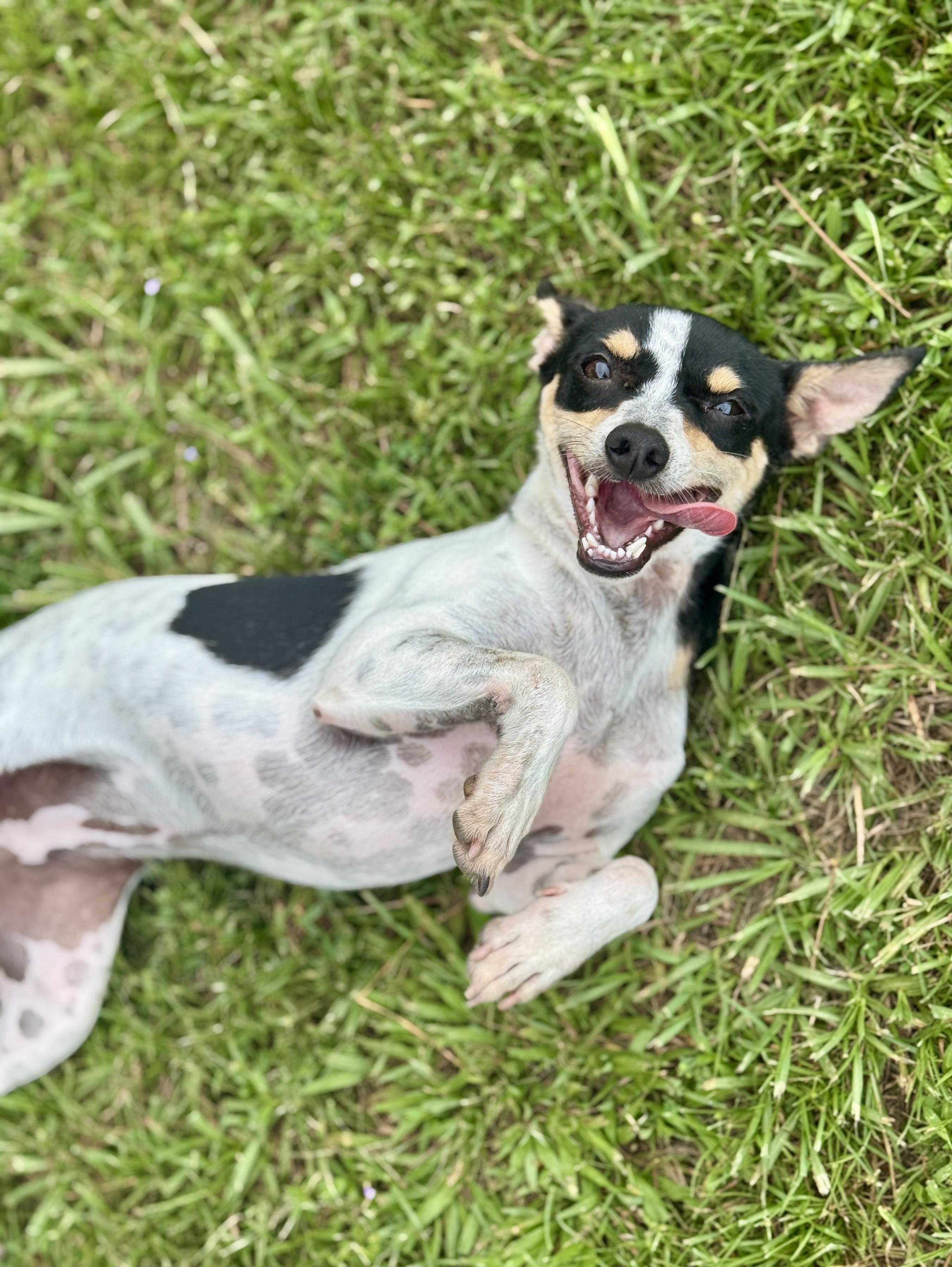 Enlarge Cookie, a Adopted Rat Terrier in Newburgh, NY image 3/6