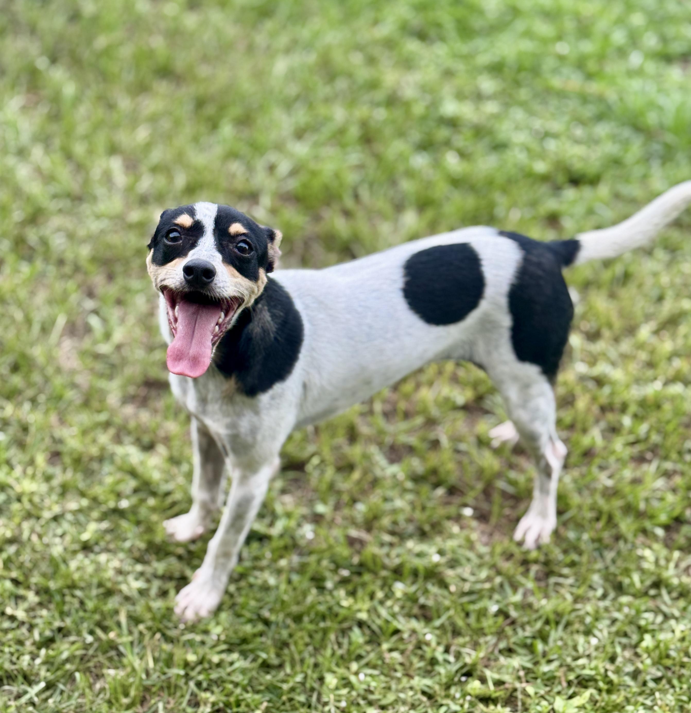Enlarge Cookie, a Adopted Rat Terrier in Newburgh, NY image 4/6