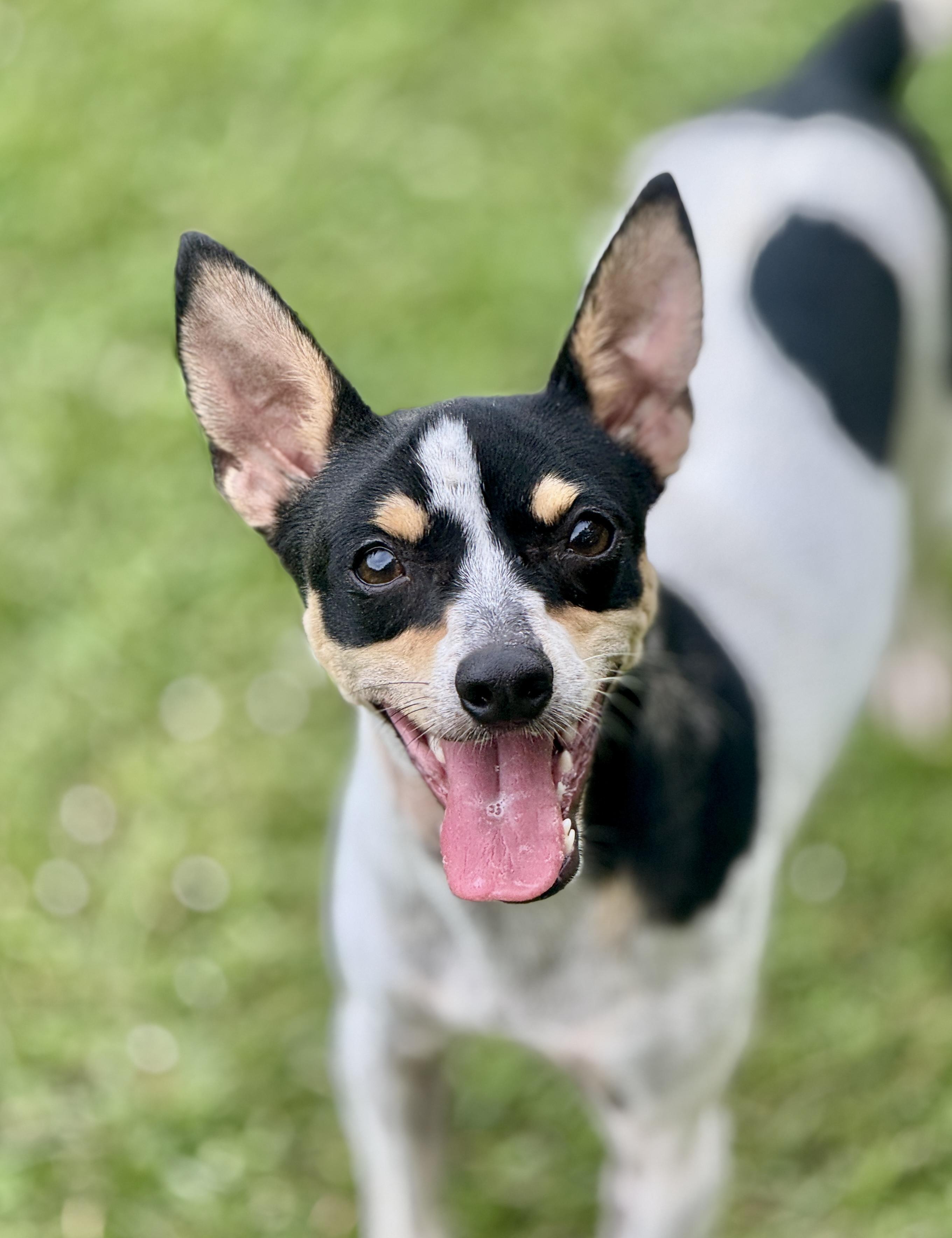 Cookie, Adopted, Young Female Rat Terrier.