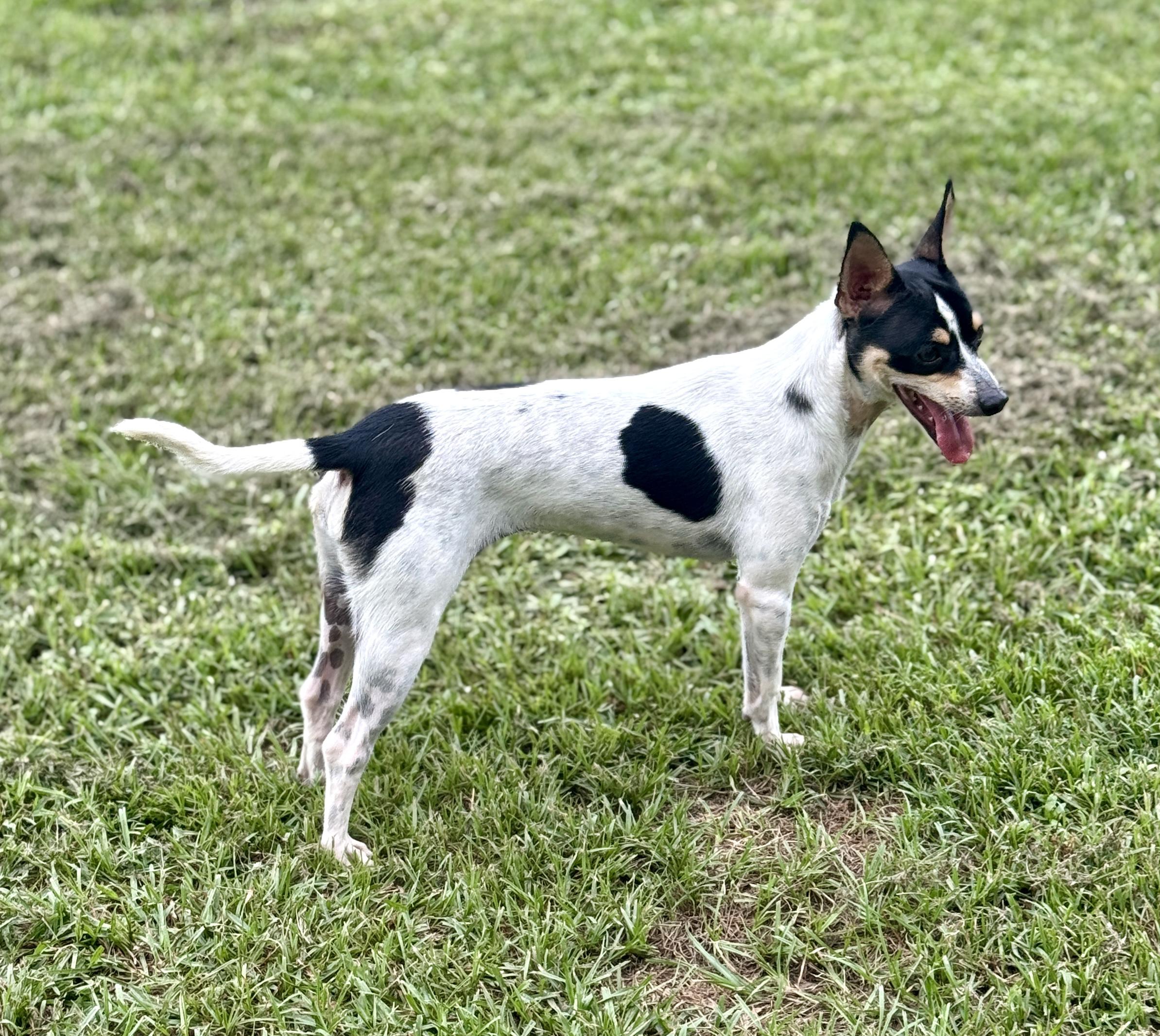Enlarge Cookie, a Adopted Rat Terrier in Newburgh, NY image 6/6