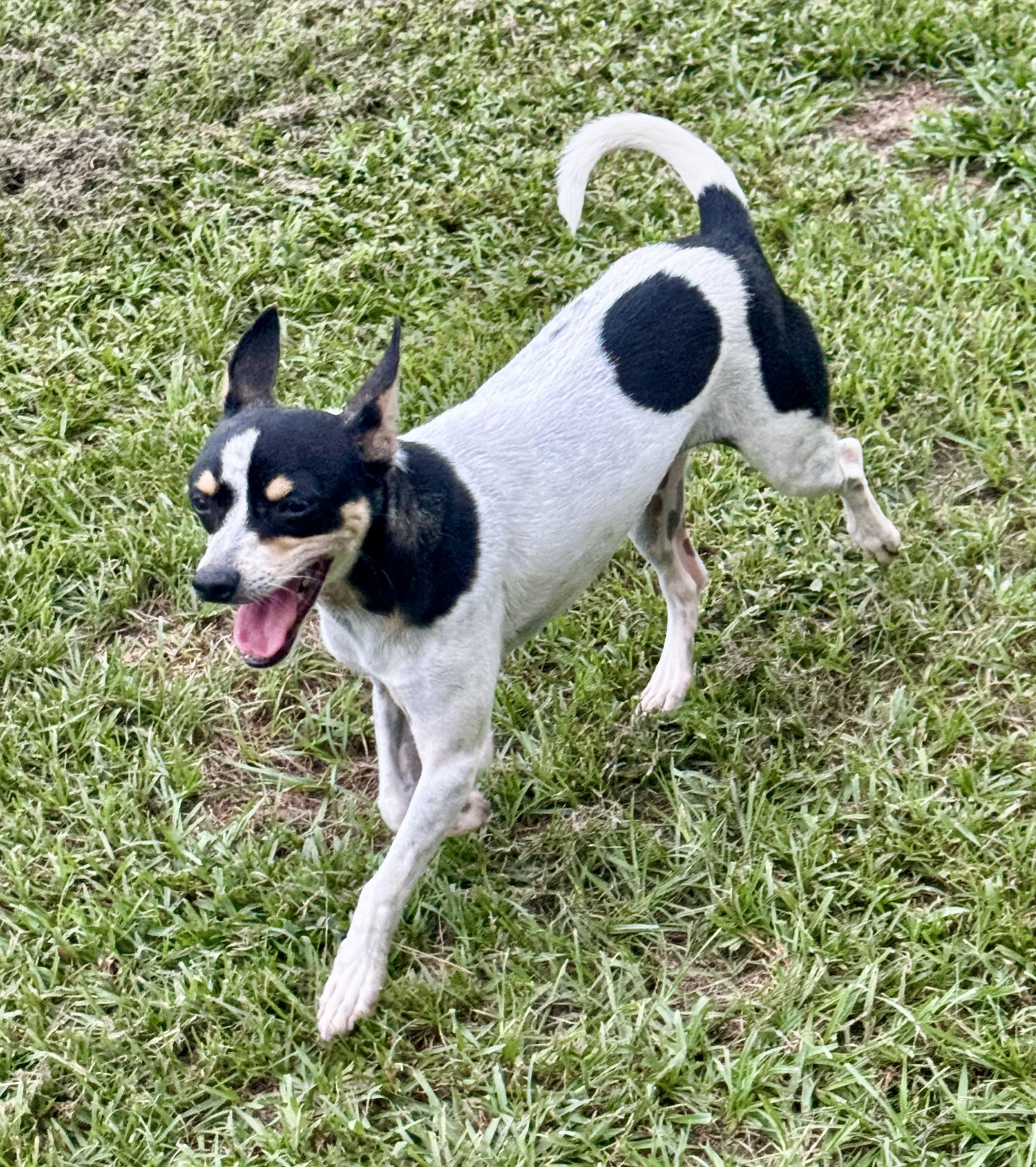 Enlarge Cookie, a Adopted Rat Terrier in Newburgh, NY image 5/6