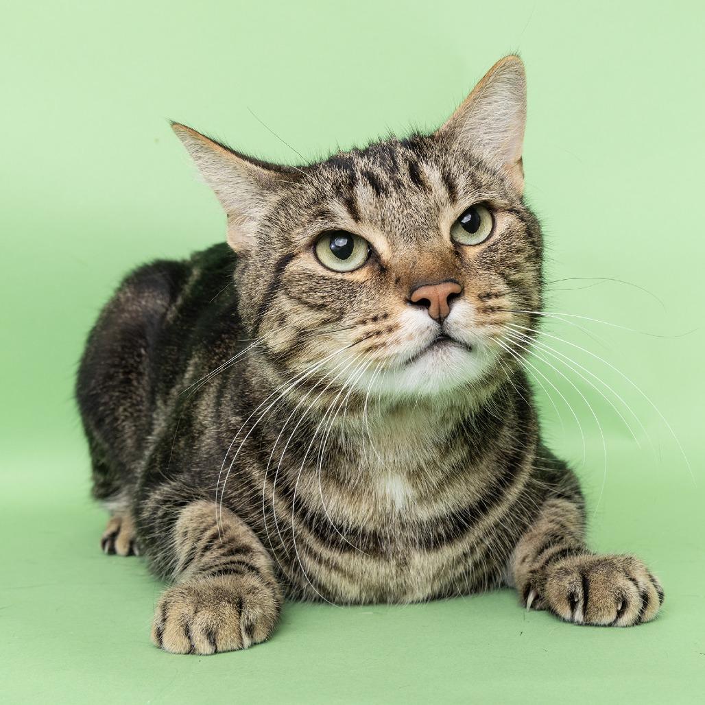 Enlarge Tom, a Adoptable Domestic Short Hair in Franklin, TN image 1/1