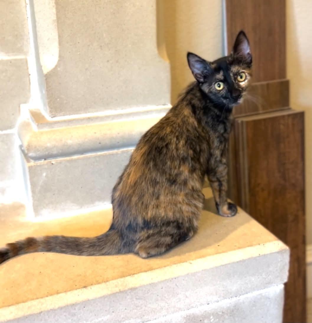 Padma, a ADOPTABLE Domestic Short Hair in Mansfield, TX image 4/5