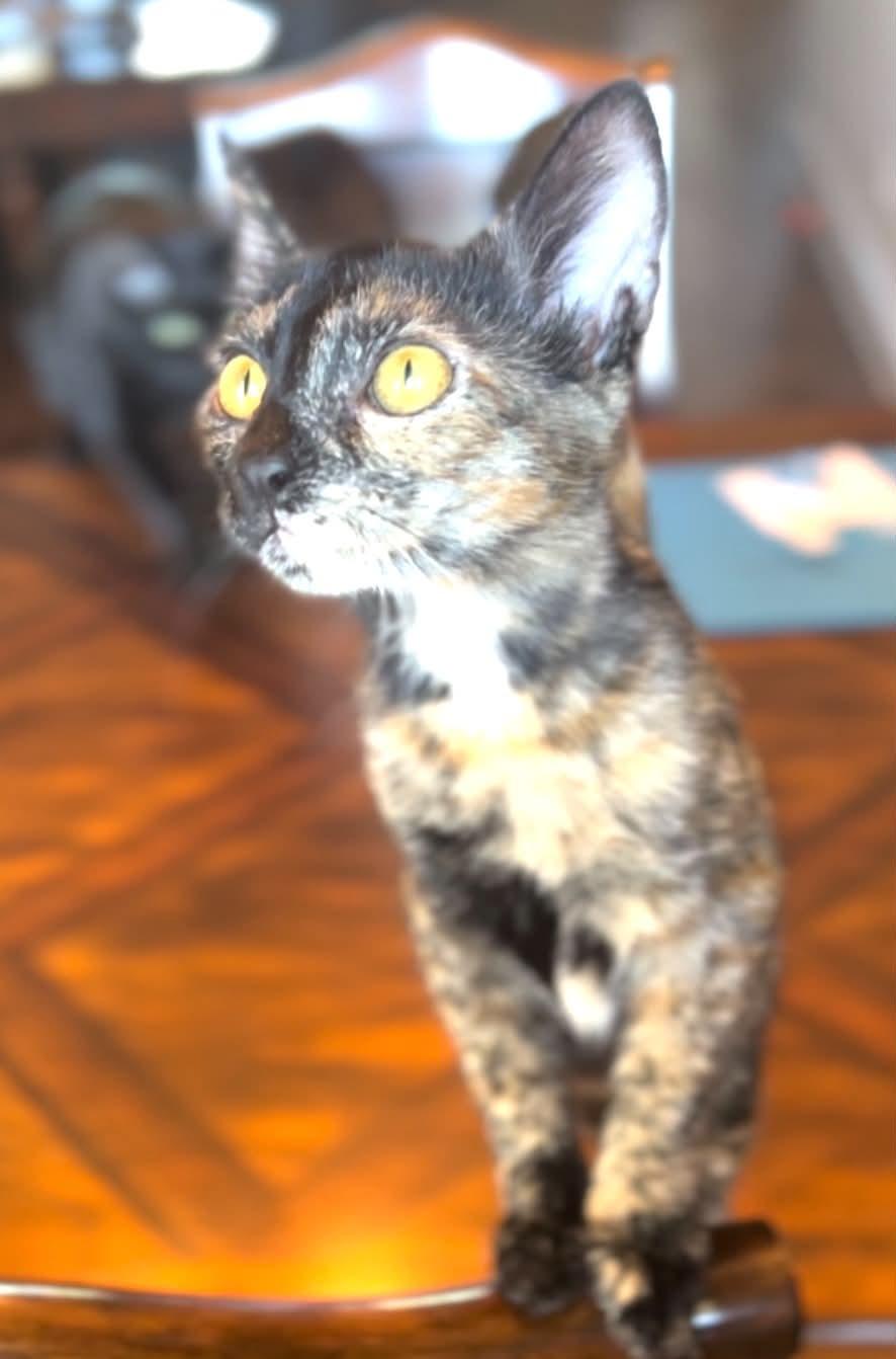 Padma, a ADOPTABLE Domestic Short Hair in Mansfield, TX image 5/5