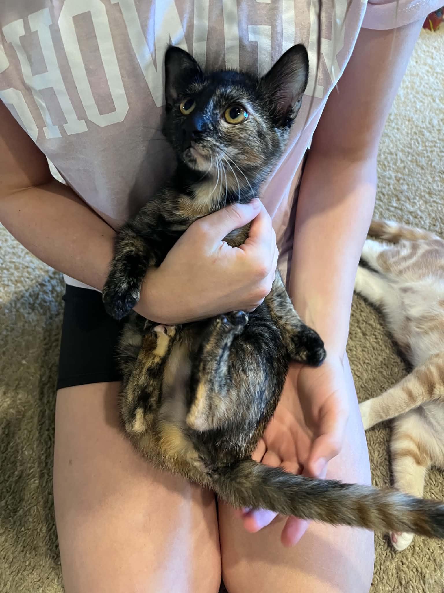 Padma, a ADOPTABLE Domestic Short Hair in Mansfield, TX image 1/5