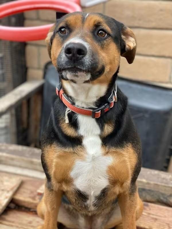 Enlarge Cashmere-Modesto, CA- Crosspost, a Adoptable mixed breed in San Diego, CA image 1/1