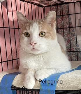 Pellegrino thumbnail 2