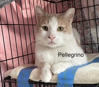 Pellegrino, a ADOPTABLE Domestic Medium Hair in Brooklyn, NY image 1/2